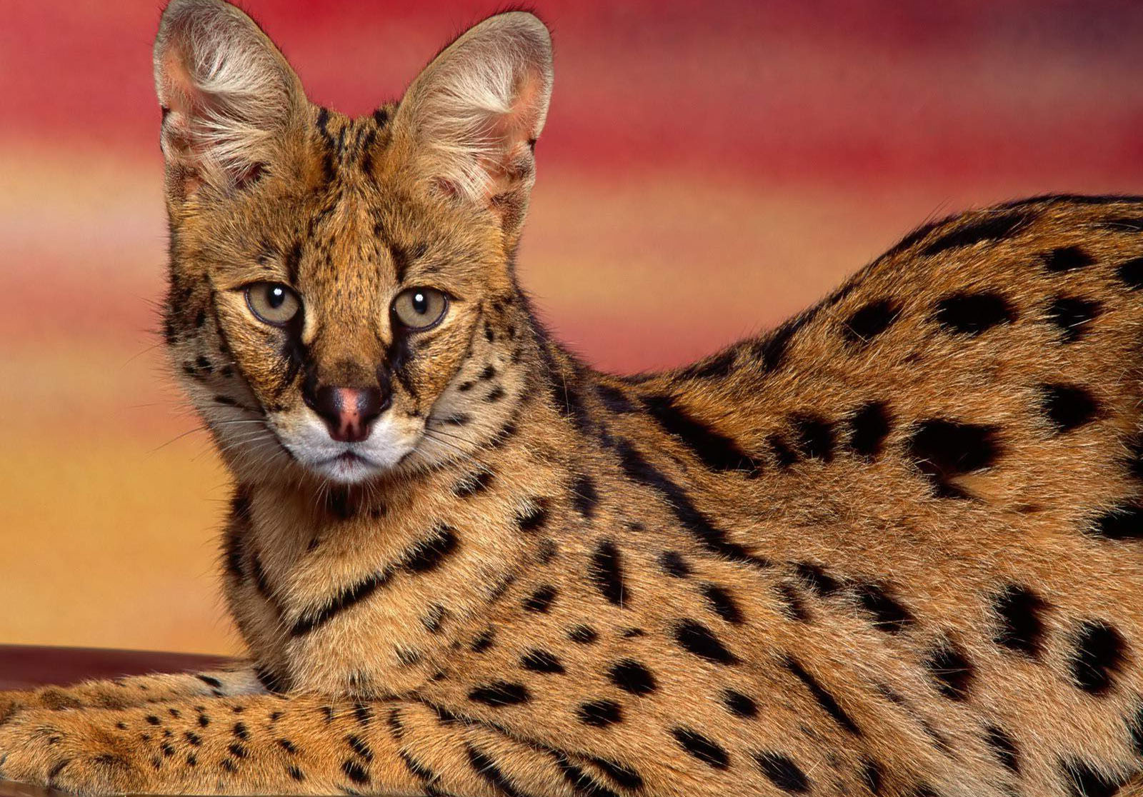 Dangerous Serval Cat Wallpaper HD / Desktop and Mobile Background
