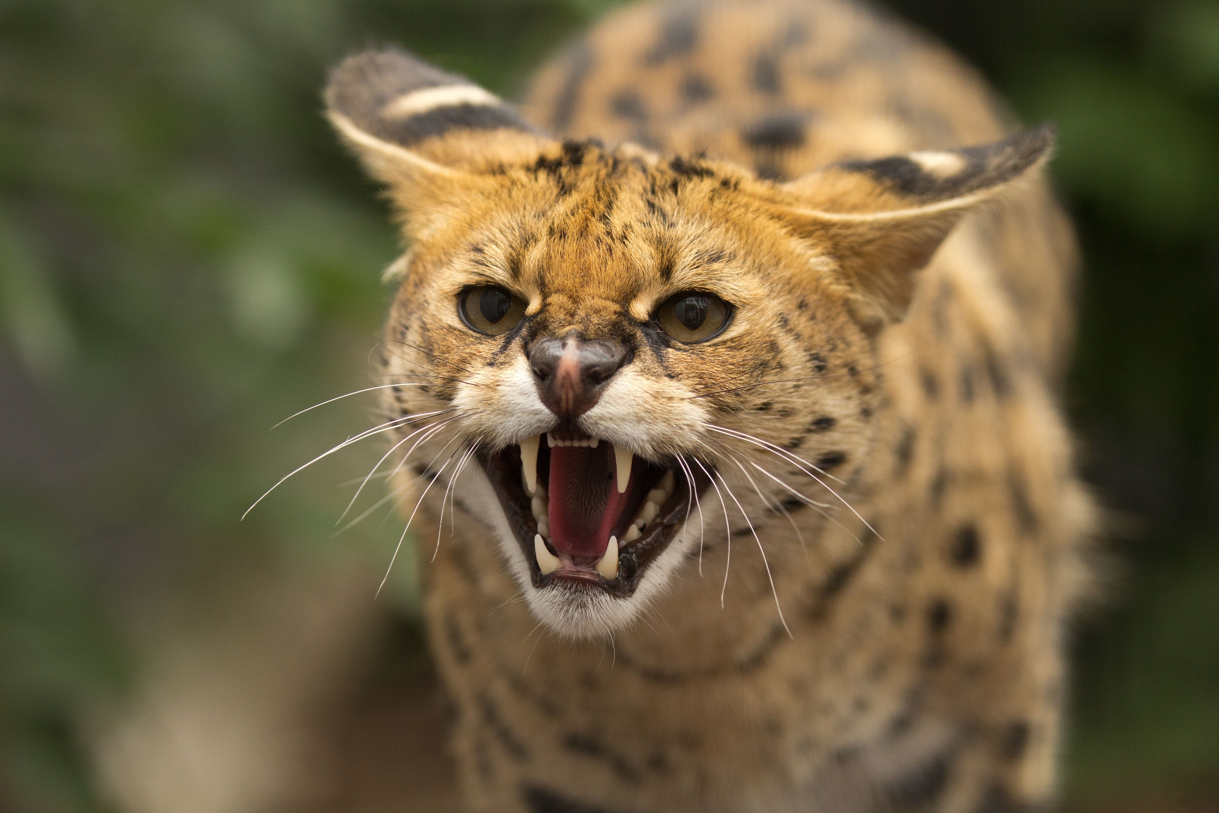 Serval Cat Angry Face Wallpaper HD / Desktop and Mobile Background