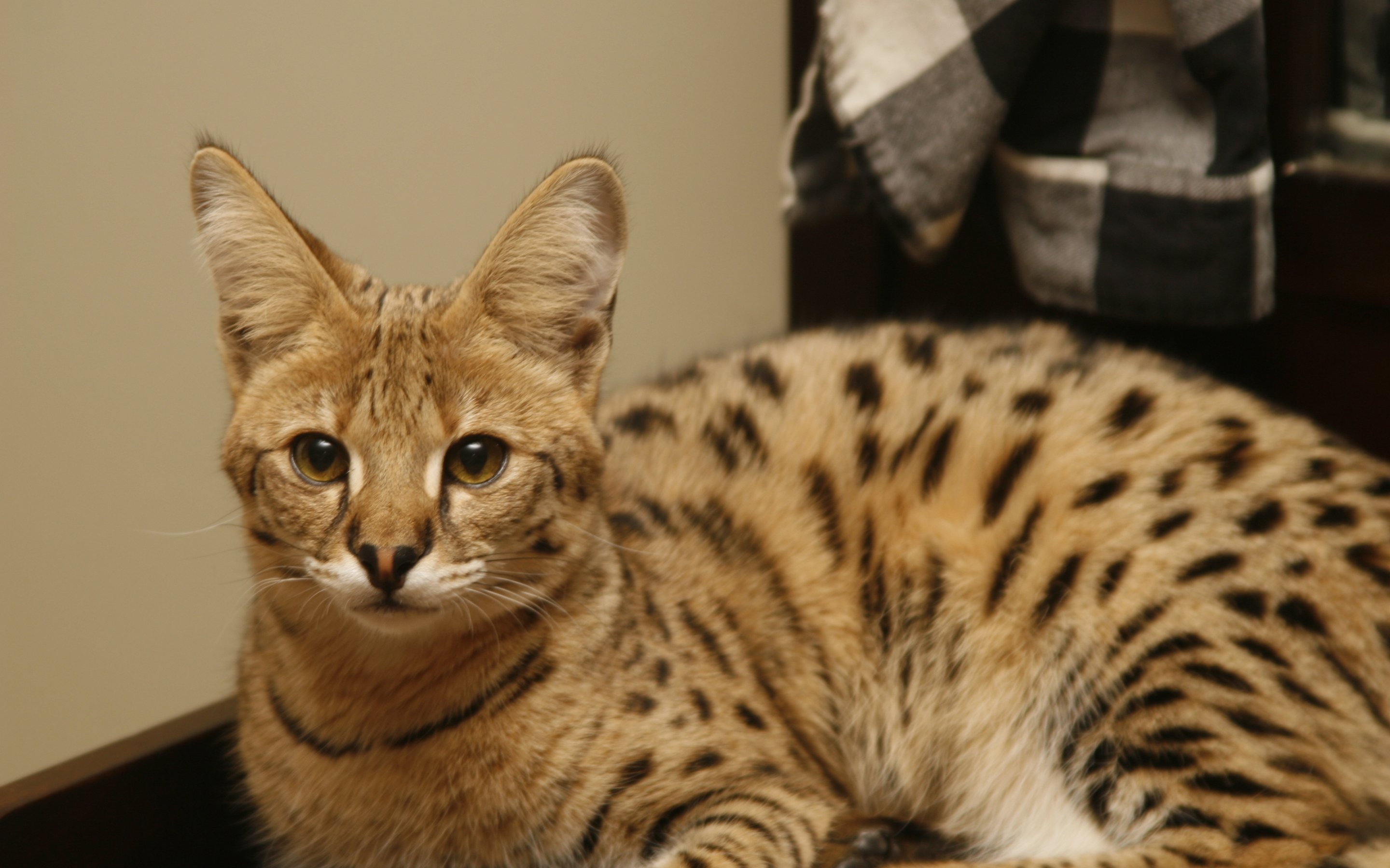 Savannah Cat Wallpapers - Wallpaper Cave