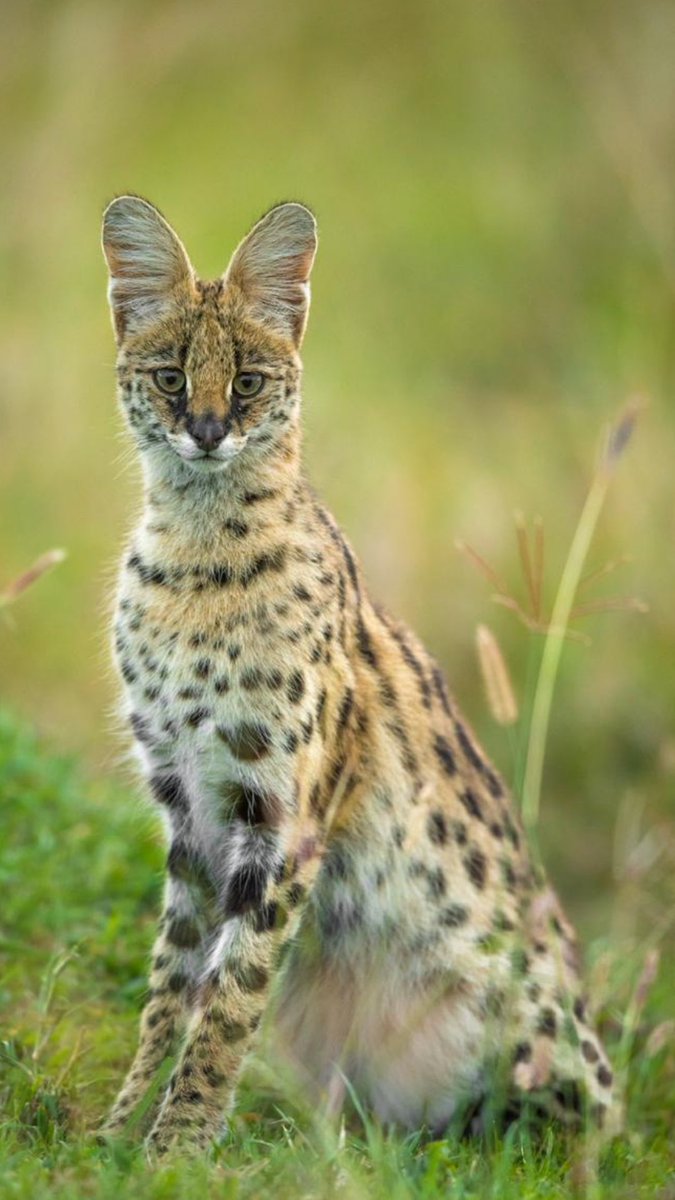 fotokatha with wallpaper! This Serval Cat shot is one of my favourites