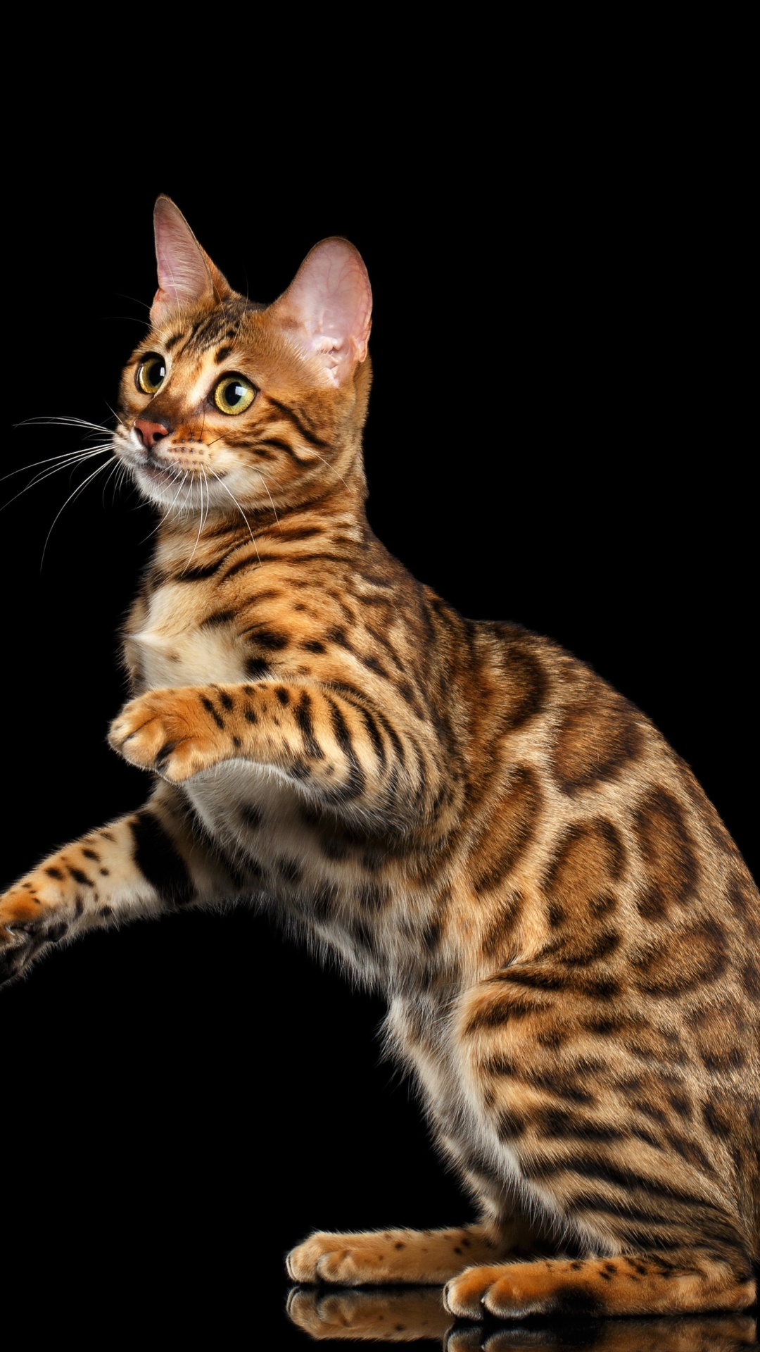 Bengal Cat Phone Wallpaper iPhone Background