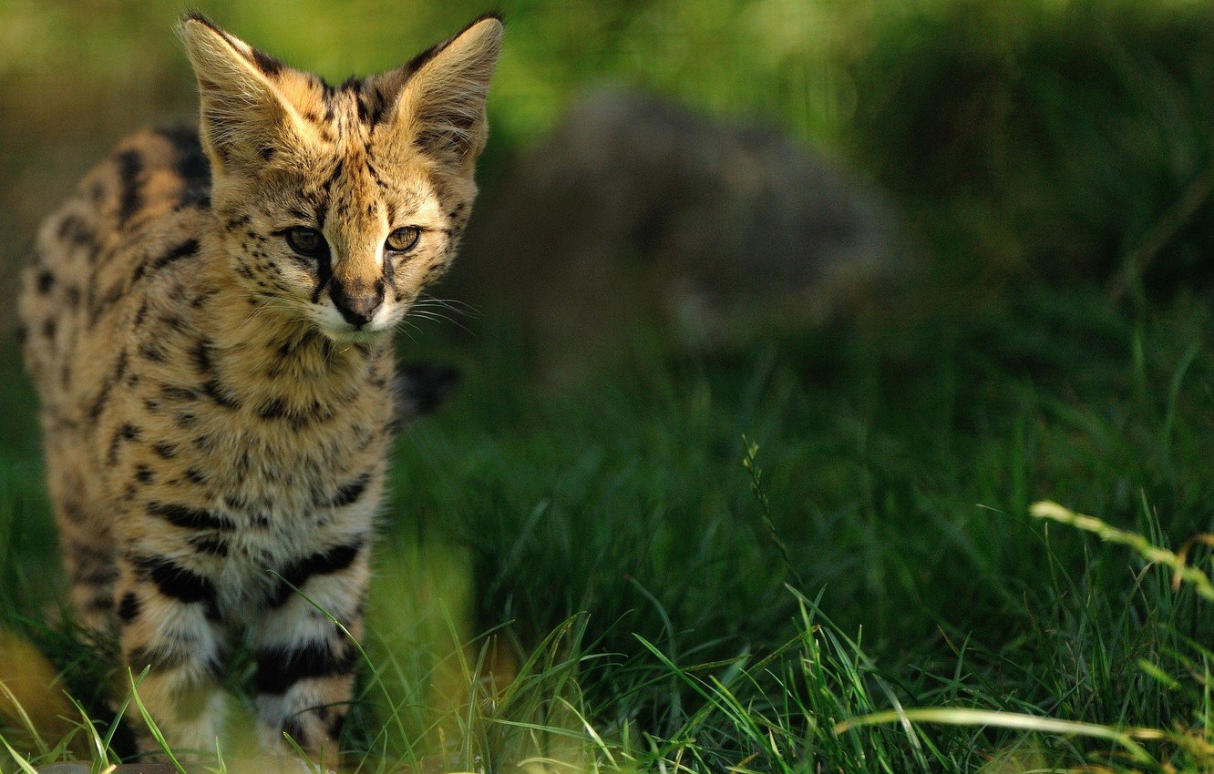 Savannah Cat Wallpapers - Wallpaper Cave