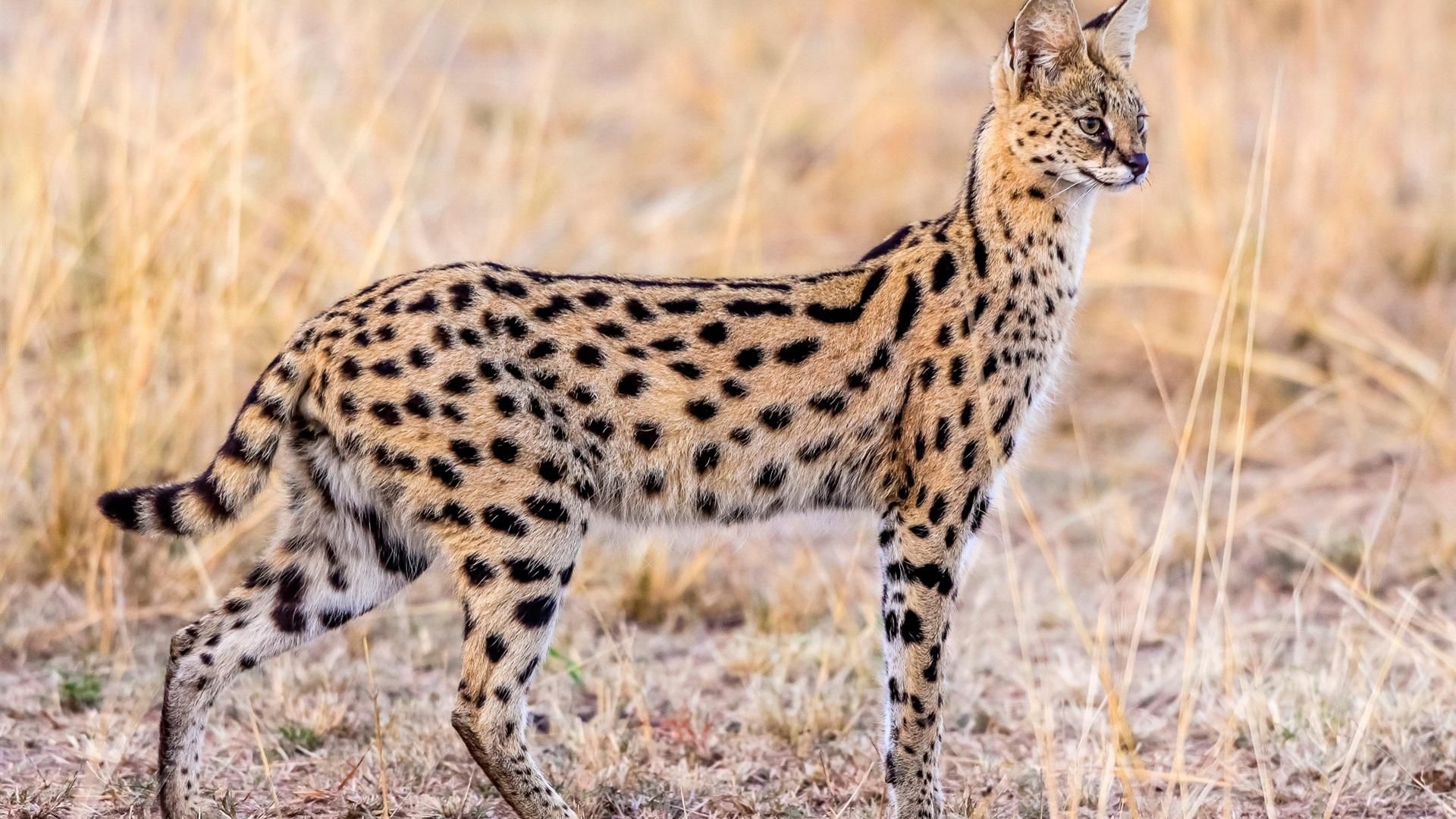 Serval Cats About Serval Cats