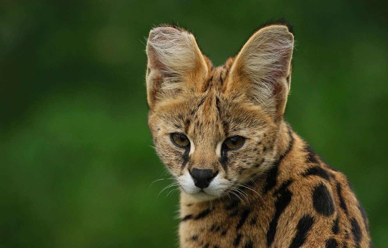 Savannah Cat Wallpapers - Wallpaper Cave