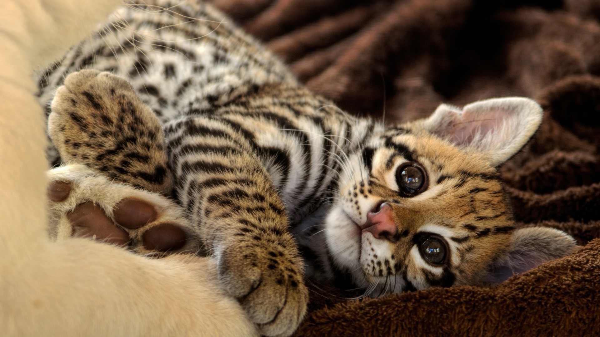 Wallpaper, wildlife, baby animals, whiskers, Ocelot, savannah, feline, leopard animal, wild cat, fauna, vertebrate, cat like mammal, small to medium sized cats, bengal 1920x1080