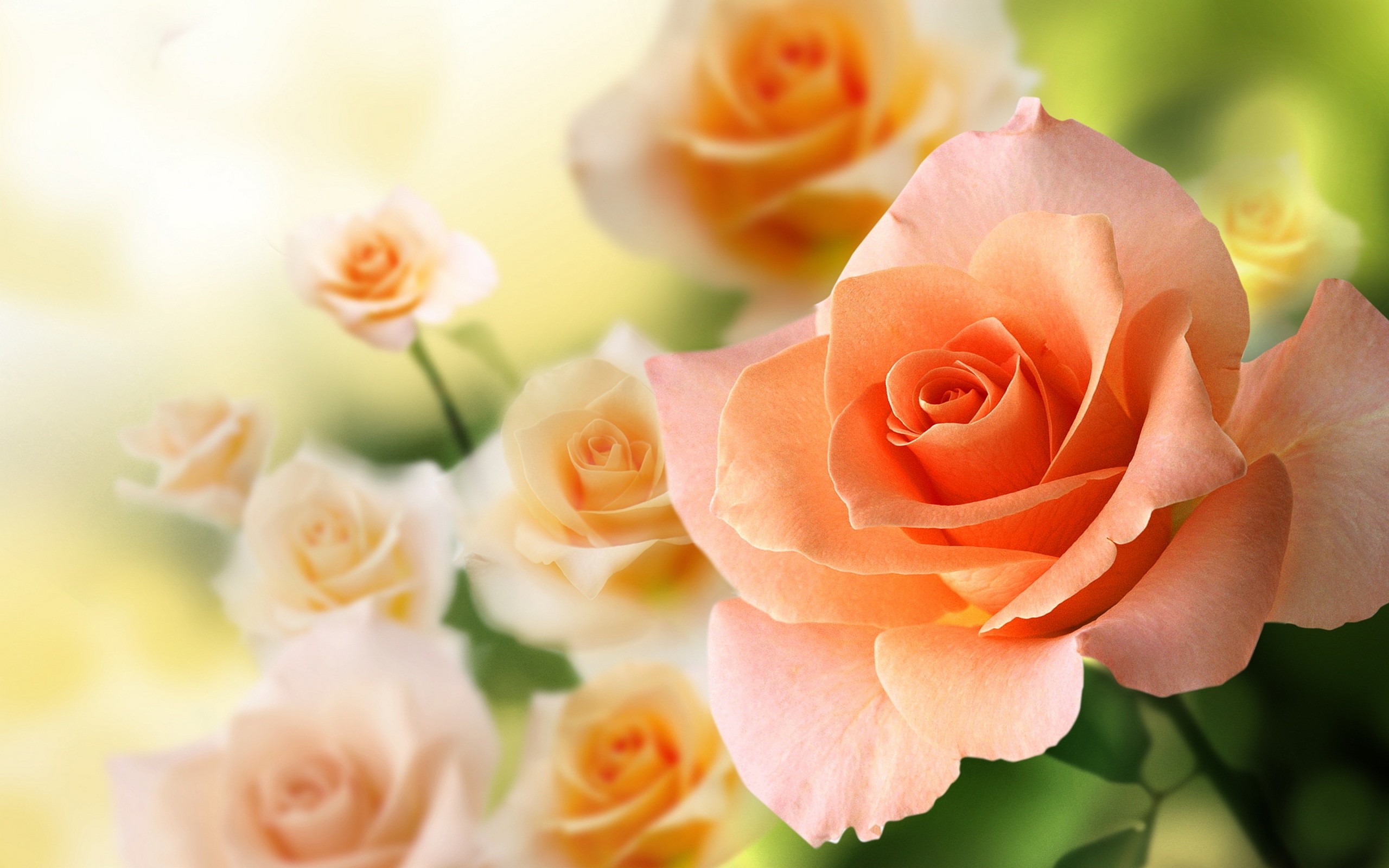Peach Flowers Wallpaper 16791 2560x1600px
