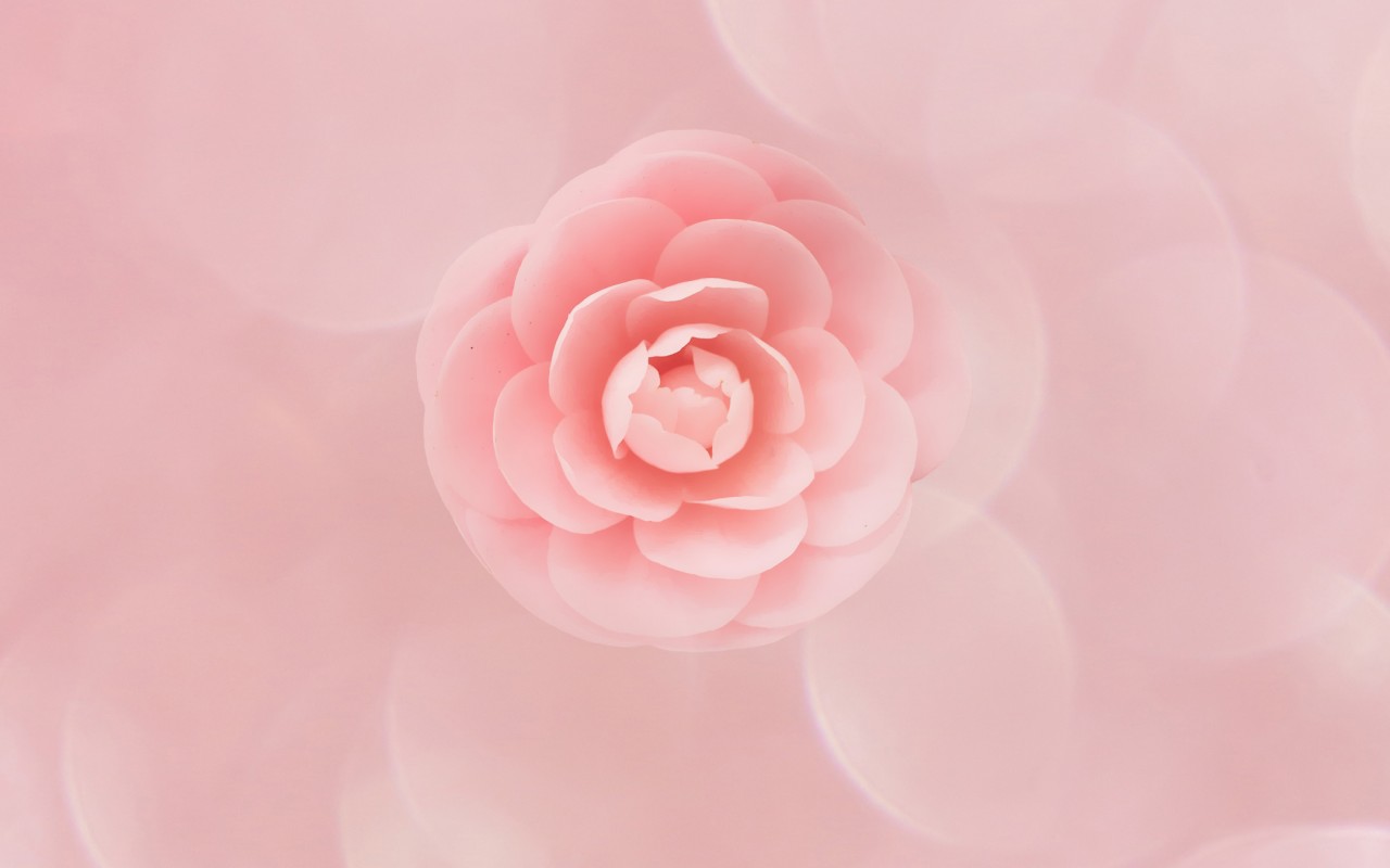 Peach Flower Wallpaper 3D Models. Free