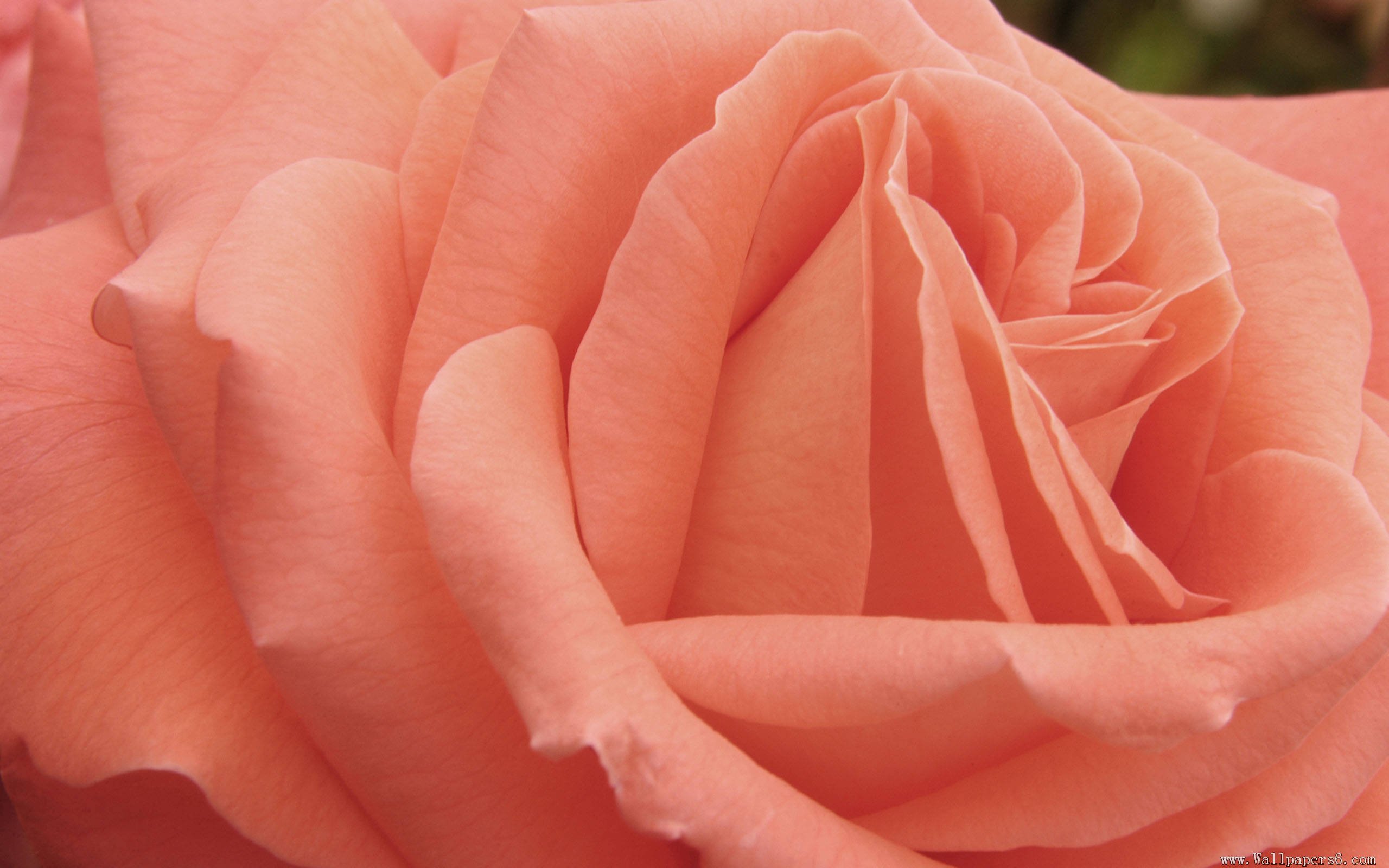 Nature Wallpaper with Peach Colored Rose Flower Wallpaper. Wallpaper Download. High Resolution Wallpaper