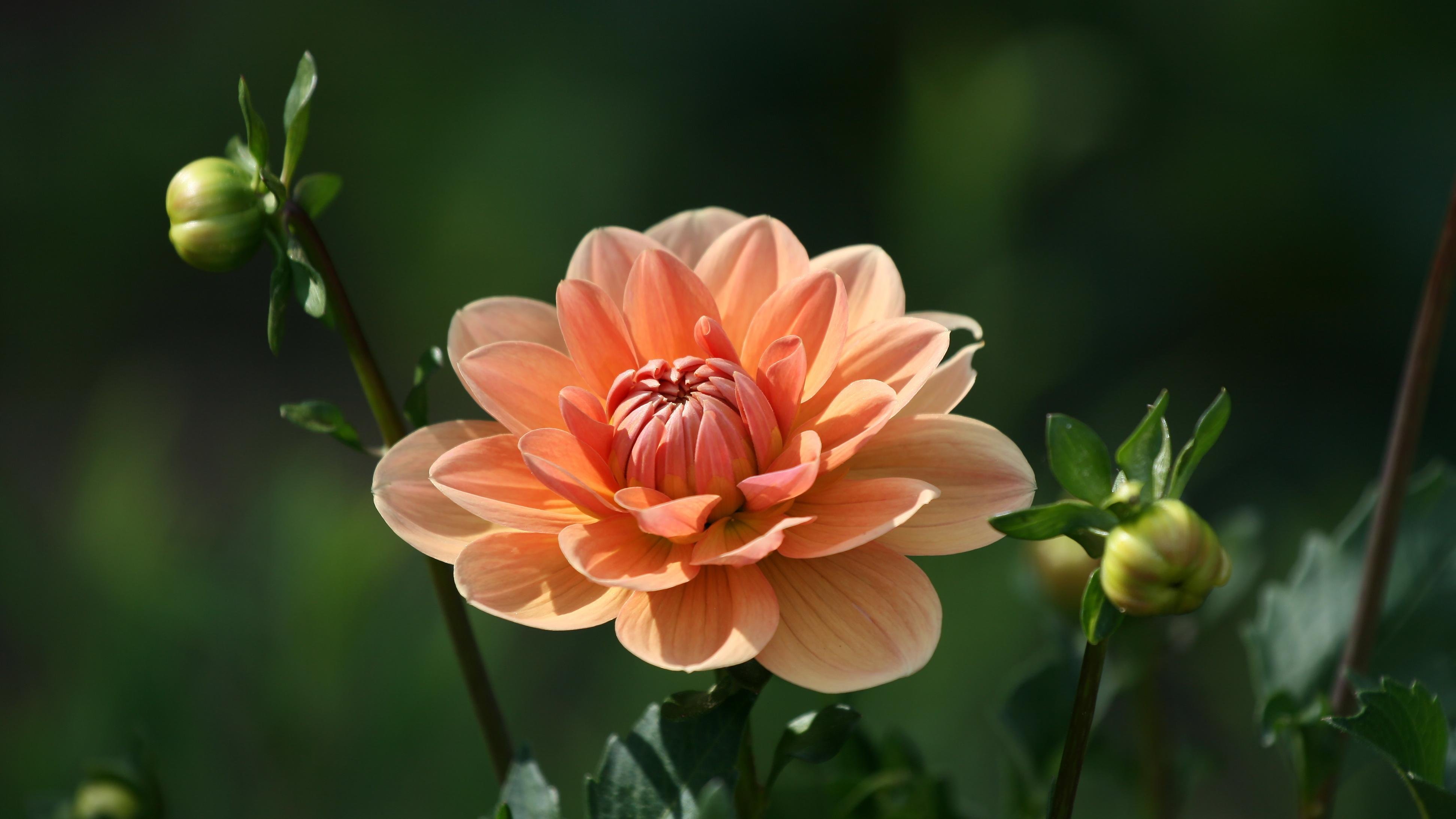 Peach Flower Wallpapers Wallpaper Cave