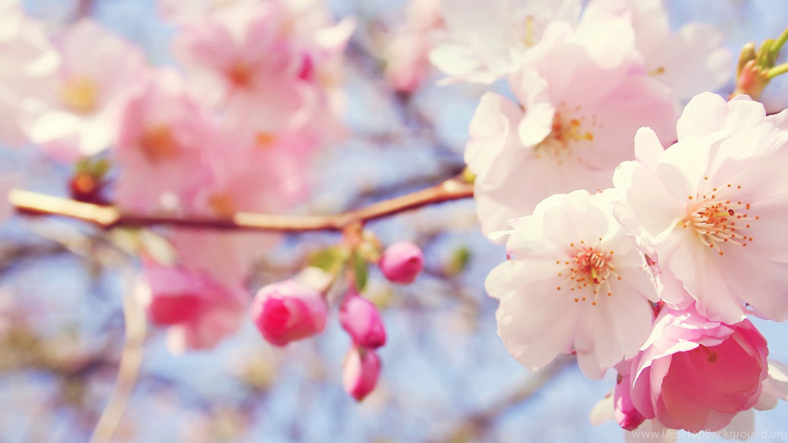 Free Download 25 Best Peach Flower HD Wallpaper 2015 Desktop Background