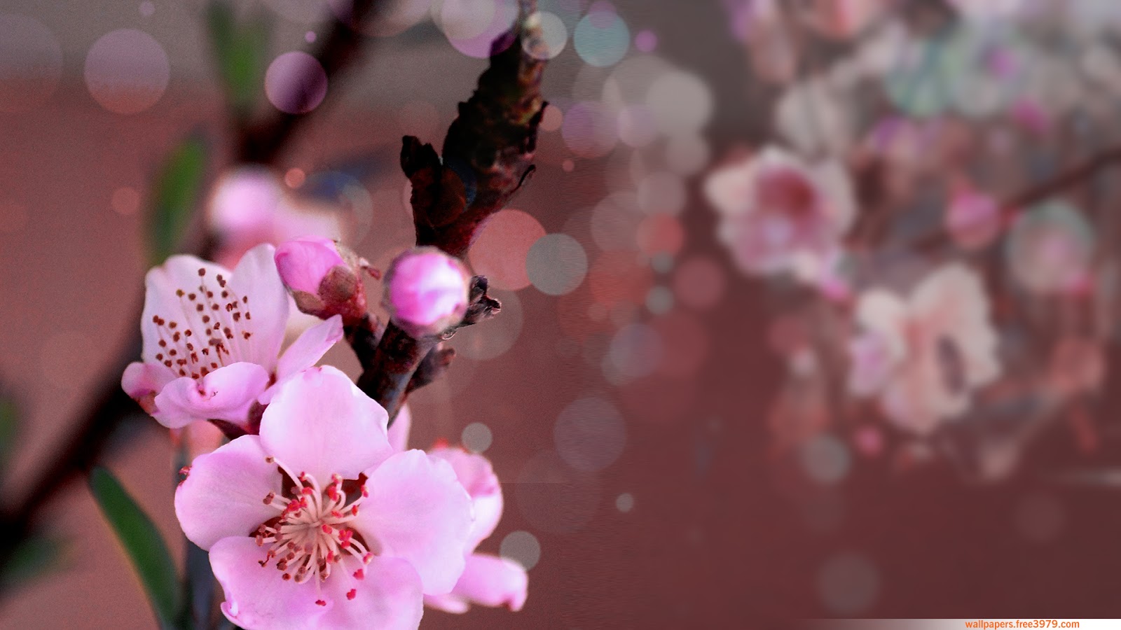 Peach Blossom Flower Free Wallpaper. Wallpaper Wallpaper Free 3979