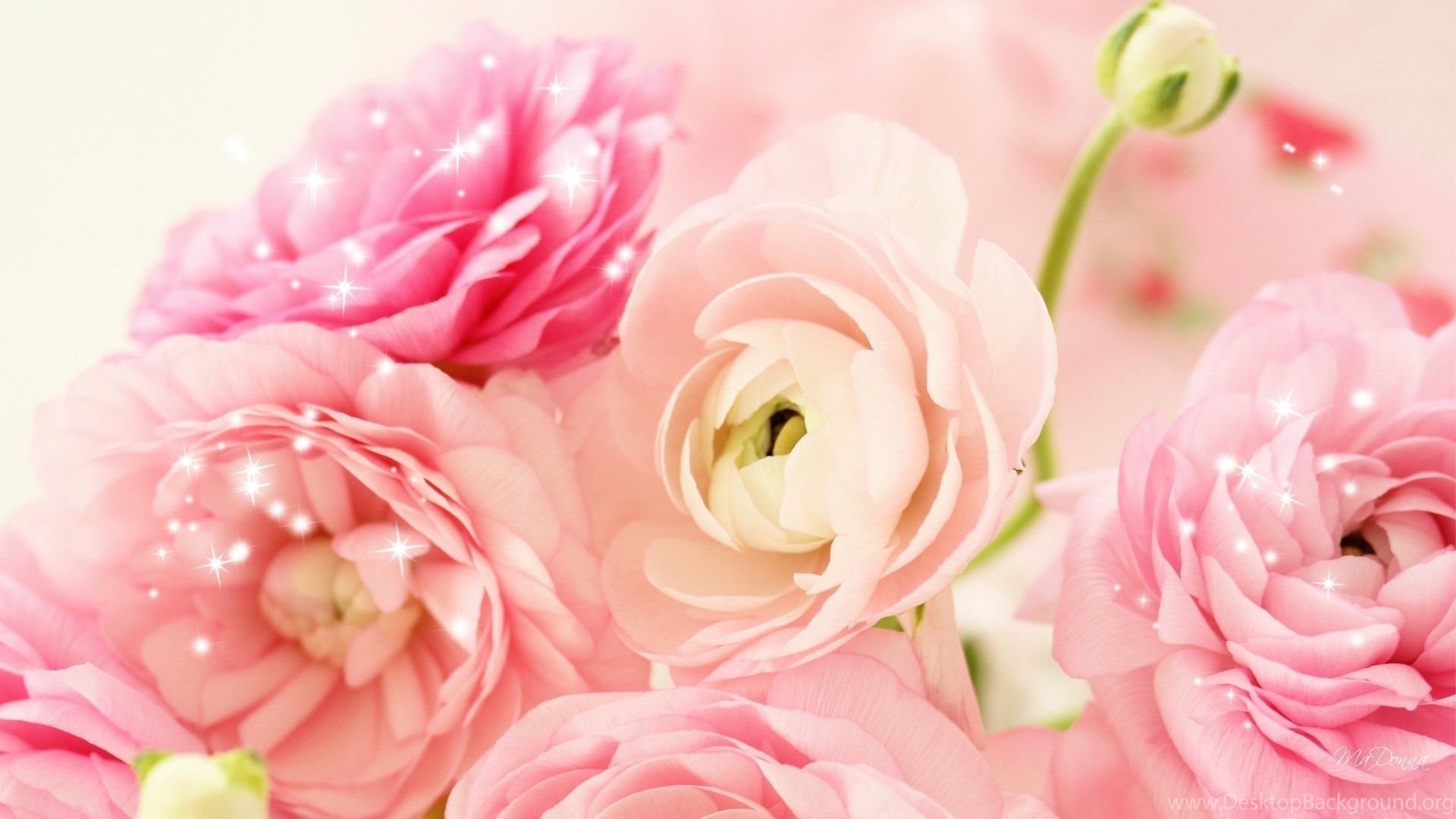 Free Download 25 Best Peach Flower HD Wallpaper 2015 Desktop Background