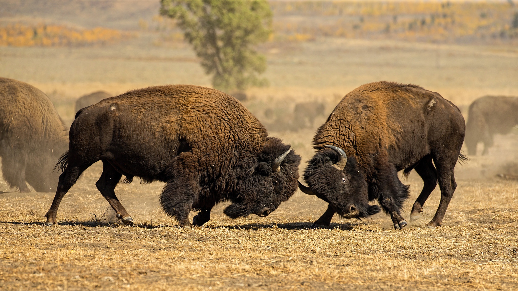 American Bison HD Wallpaper and Background
