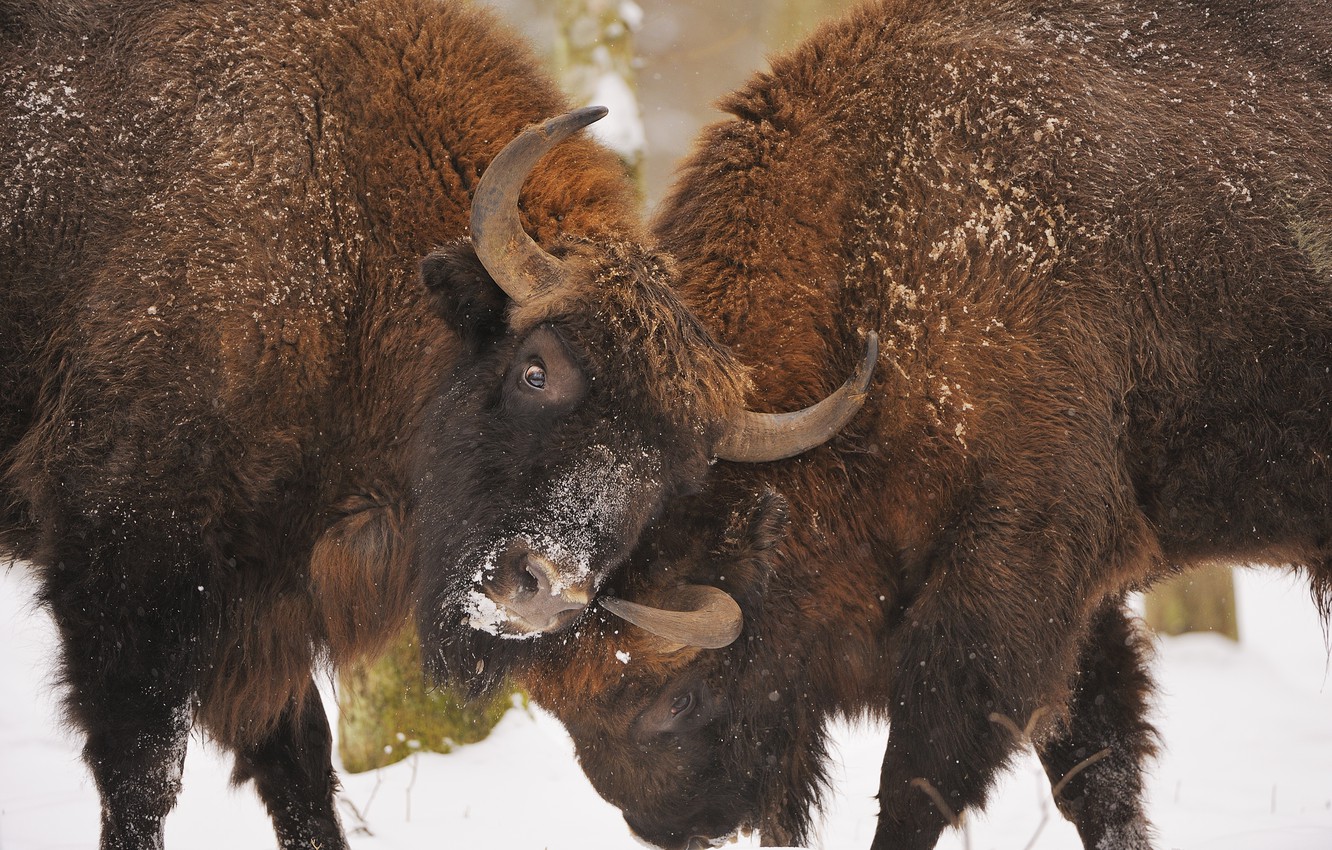 Wallpaper fight, the opposition, battle, clash, battle, fight, the national Park of Poland, The Bialowieza National Park (Bialowieza National Park, Bialowieza national Park), 23 Feb 2009, Bison, Belovezhskaya Pushcha image for desktop