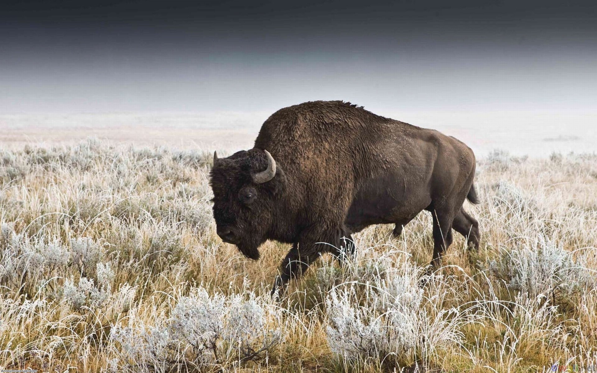 american bison HD wallpaper, Background