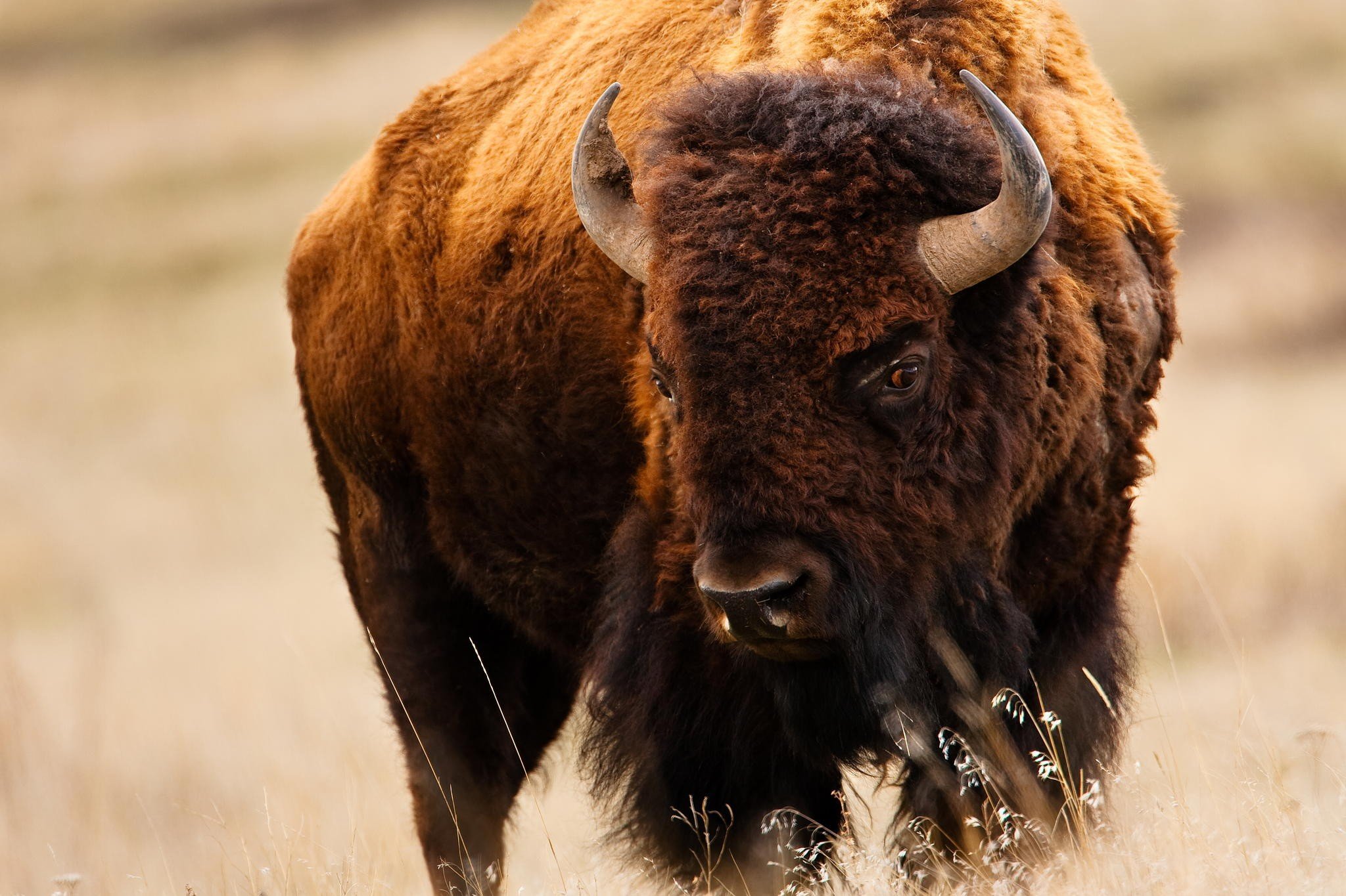 bison Wallpaper HD / Desktop and Mobile Background