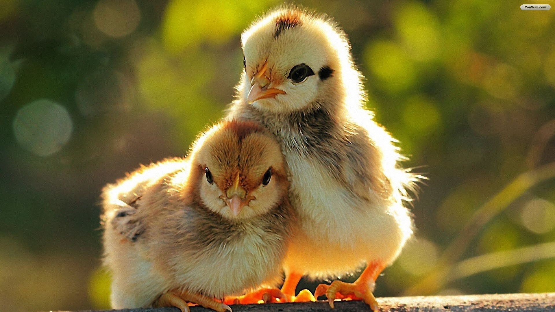 Little Chickens Wallpaper. Pet birds, Cute chickens, Cute animals