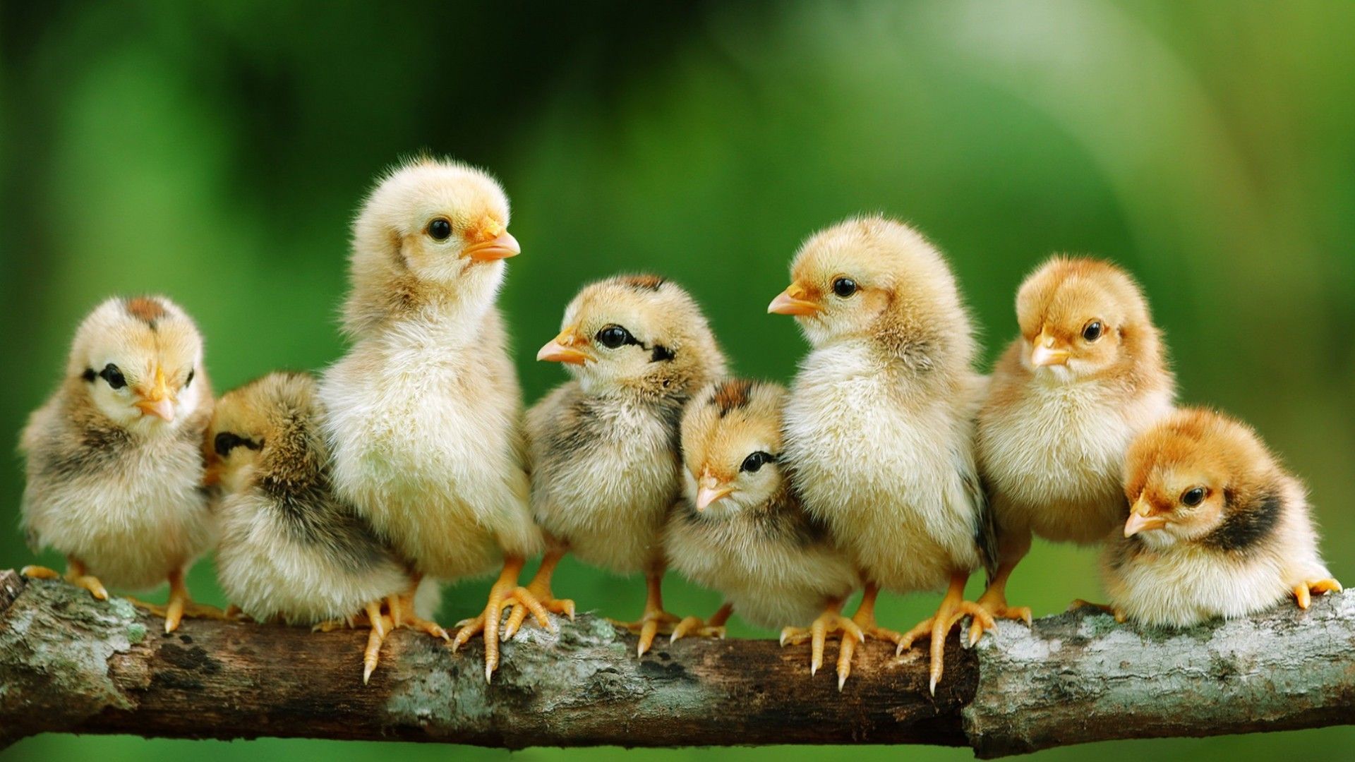 Baby Chick Wallpaper Free Baby Chick Background