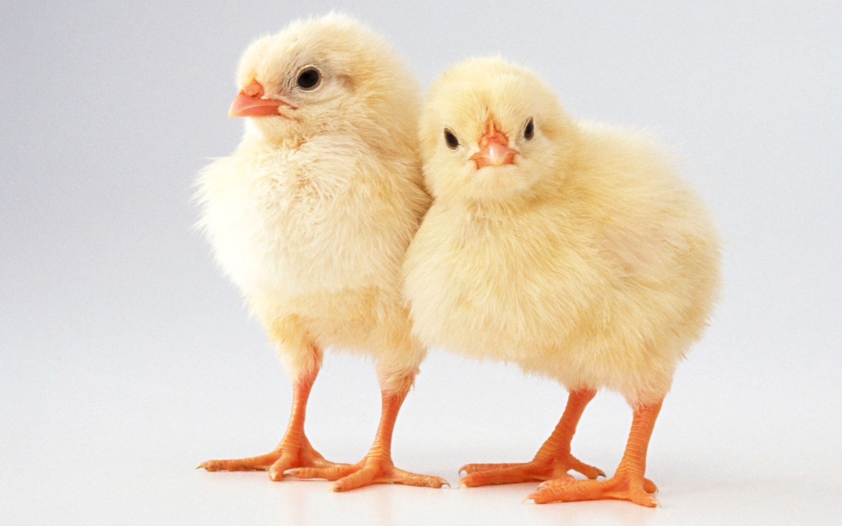 Two Cute Little Chickens Bird Wallpaper