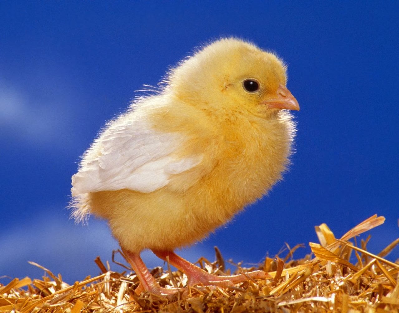 Cute Baby Chick Wallpaper Free Download And Chicken Combined HD Wallpaper