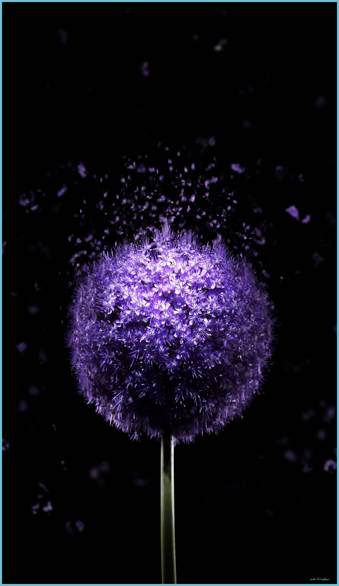 Violet Flower 7K AMOLED Wallpaper Purple Flowers 4k Wallpaper
