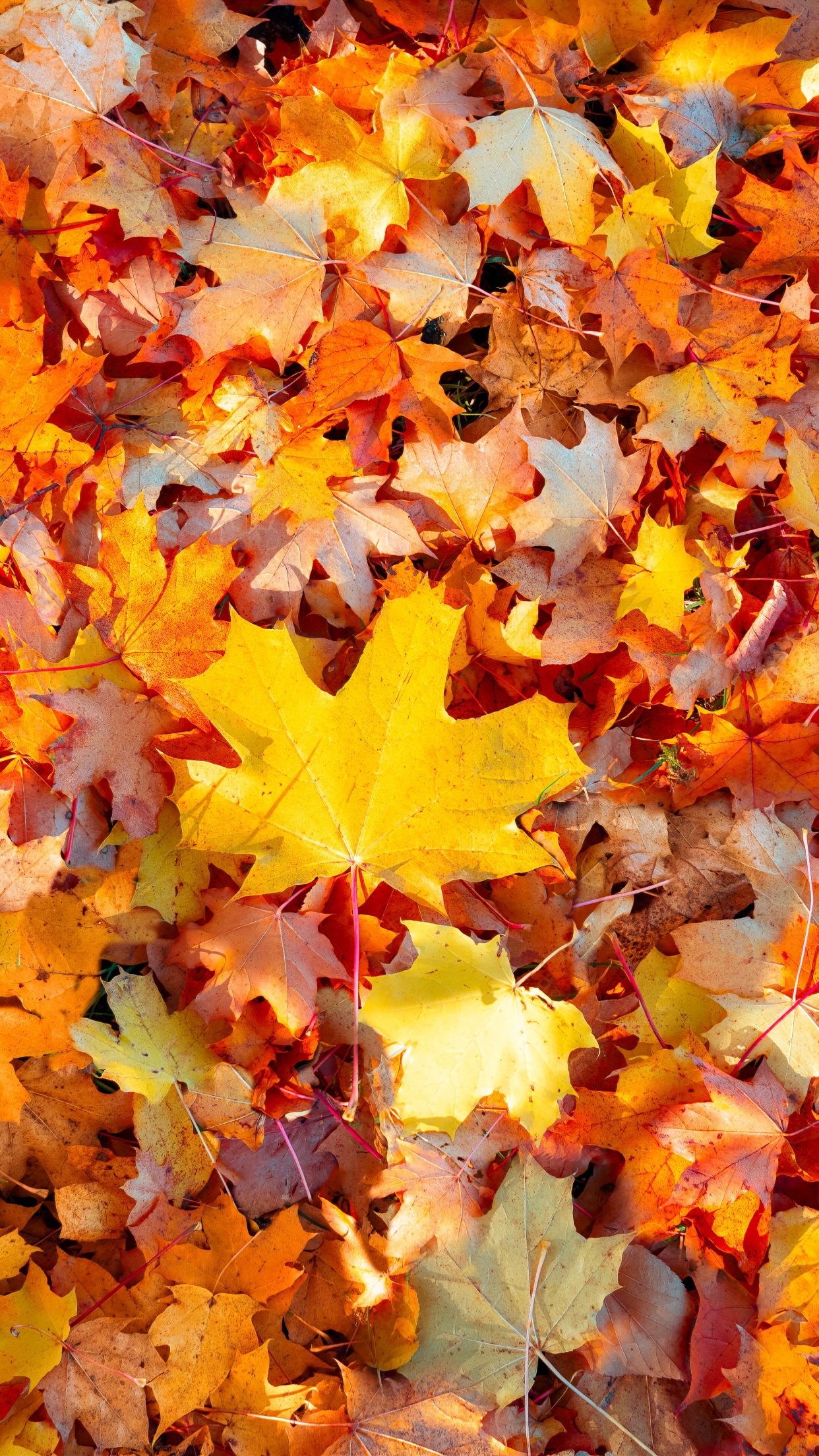 Maple leaves Wallpaper 4K, Autumn leaves, Fallen Leaves, Leaf Background, Nature