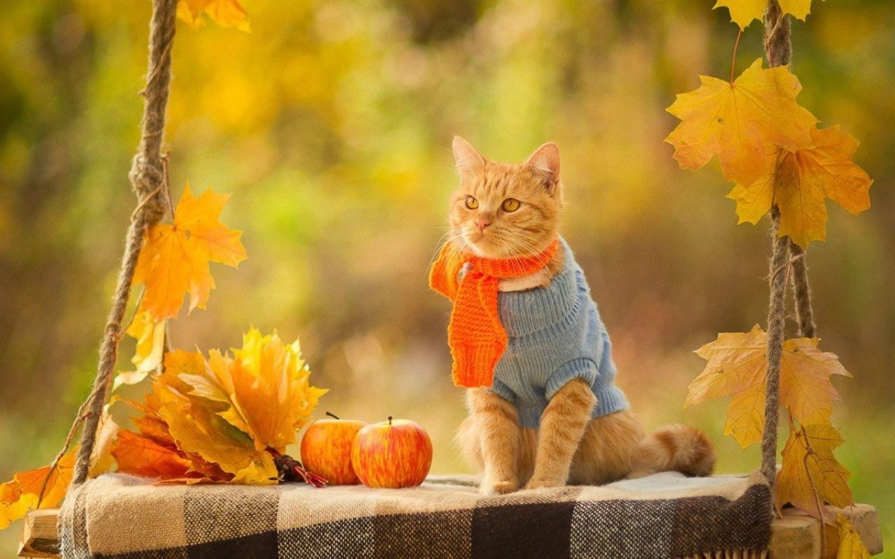 autumn cat wallpaper