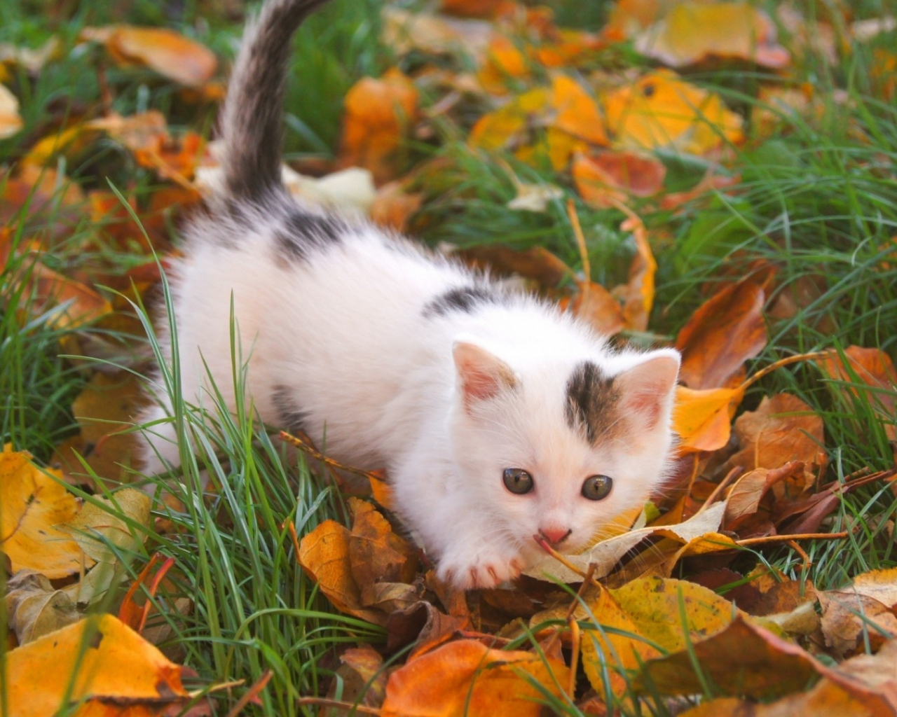 Free download Download Wallpaper 1920x1080 Kitten Baby Spotted Leaves Autumn [1920x1080] for your Desktop, Mobile & Tablet. Explore Kittens Wallpaper 1920x1080. Kitten Wallpaper, Kitten Wallpaper Free Download, Cat Wallpaper 1920x1080