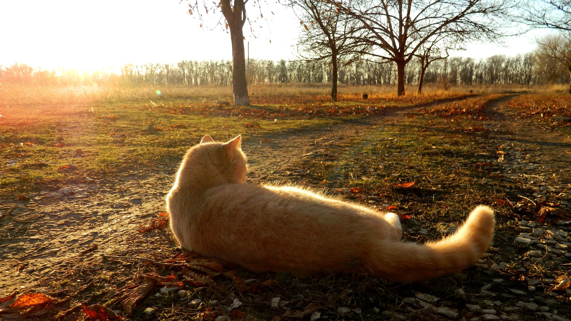 autumn, Cat Wallpaper HD / Desktop and Mobile Background