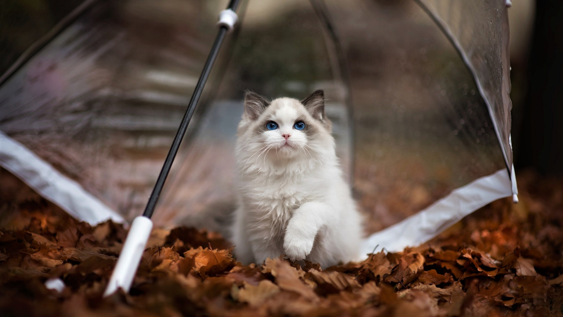 Desktop Wallpaper Autumn, Cute Kitten, Pet, Umbrella, Outdoor, HD Image, Picture, Background, 3b4d92