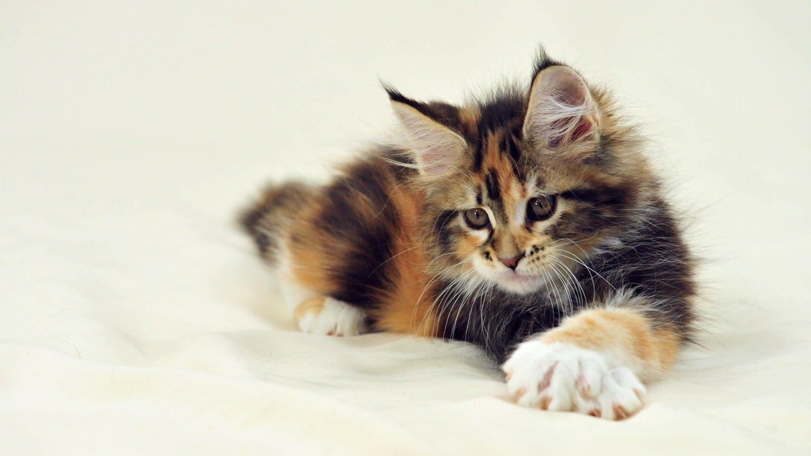 Maine Coon Wallpaper