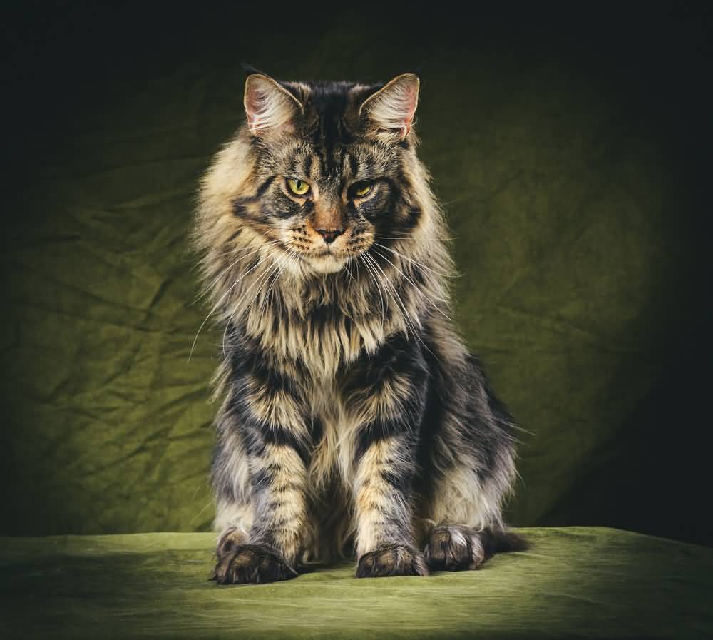 Maine Coon Wallpaper