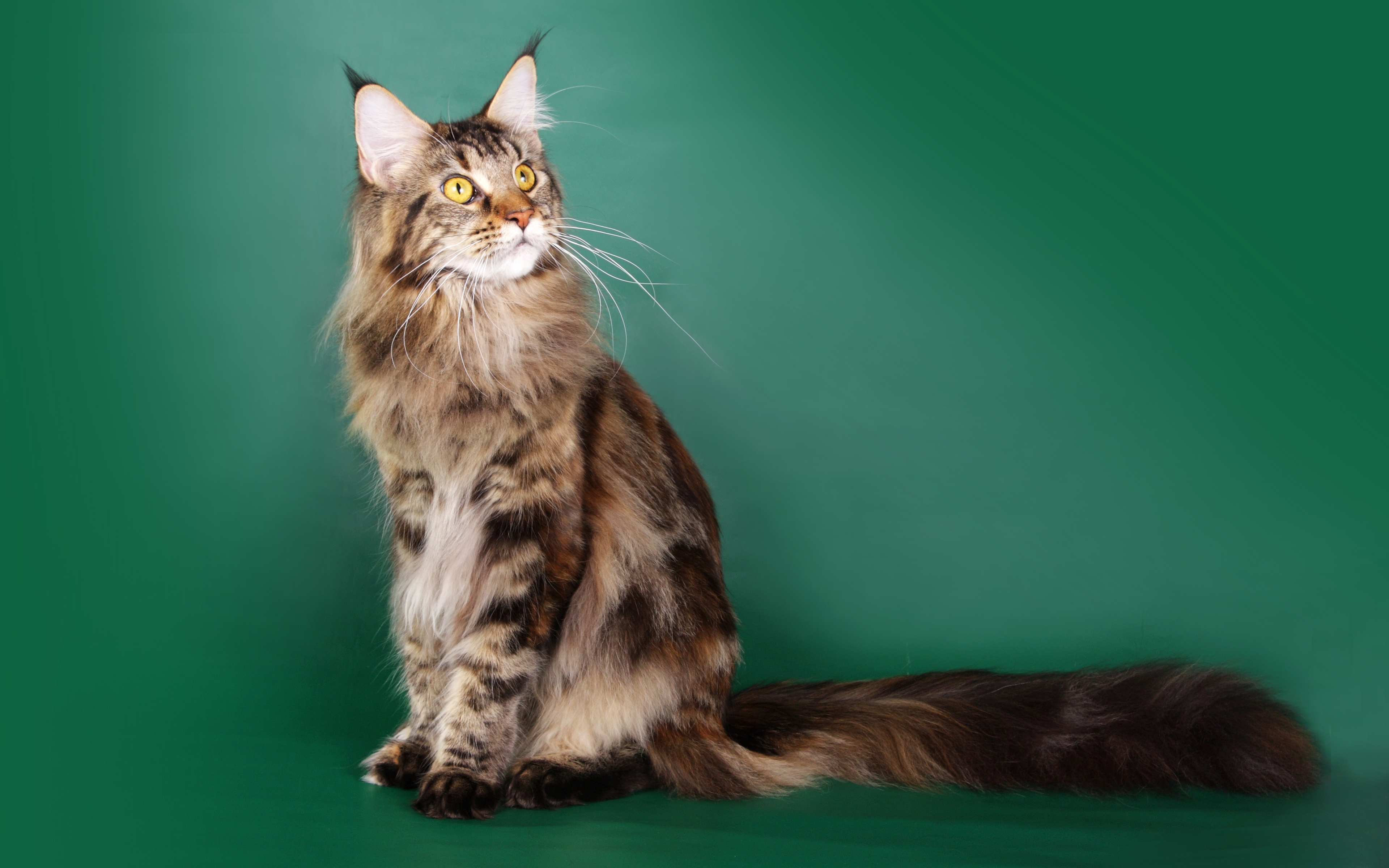 Beautiful Maine Coon Cat HD Wallpaper