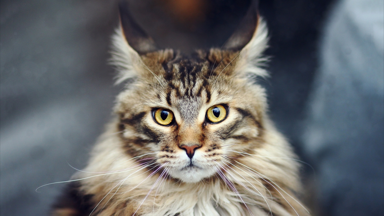Maine Coon Cat HD Wallpaper