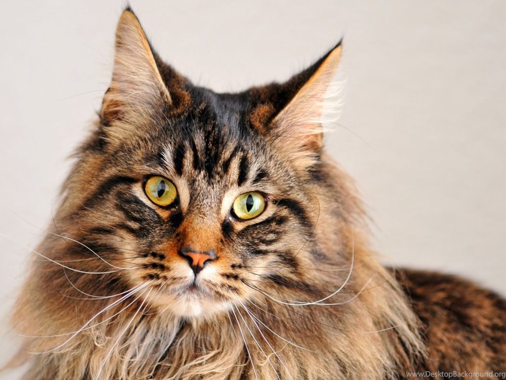Maine Coon Cats Wallpaper Desktop Background