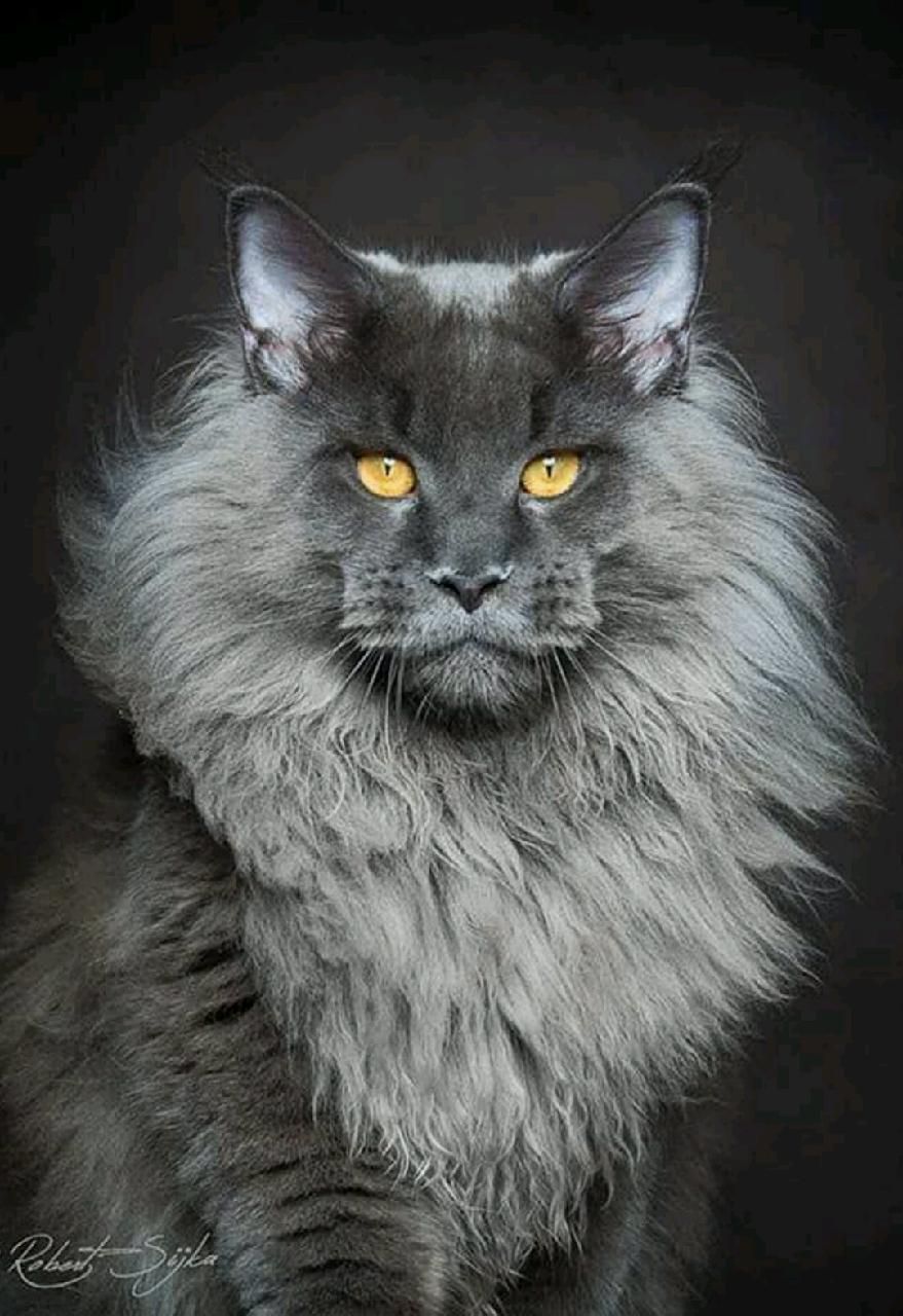 Maine Coon Cat Wallpapers - Wallpaper Cave