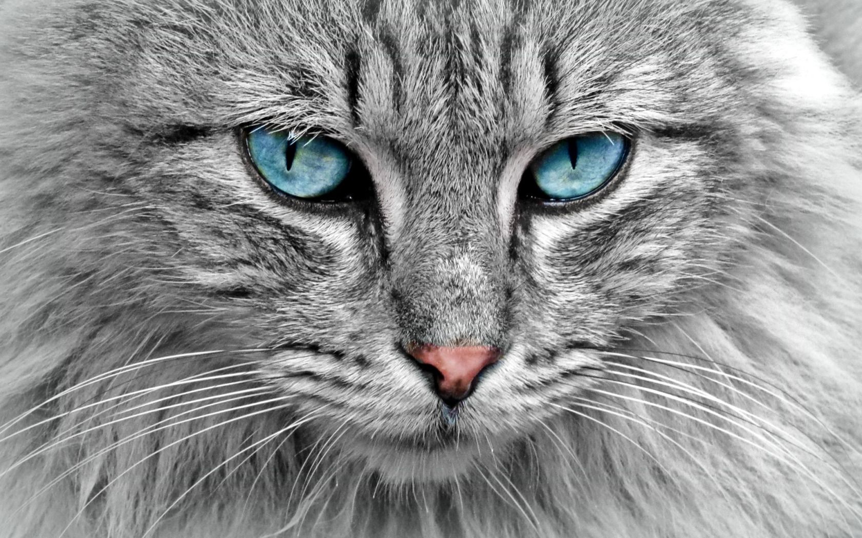 Maine Coon Wallpaper