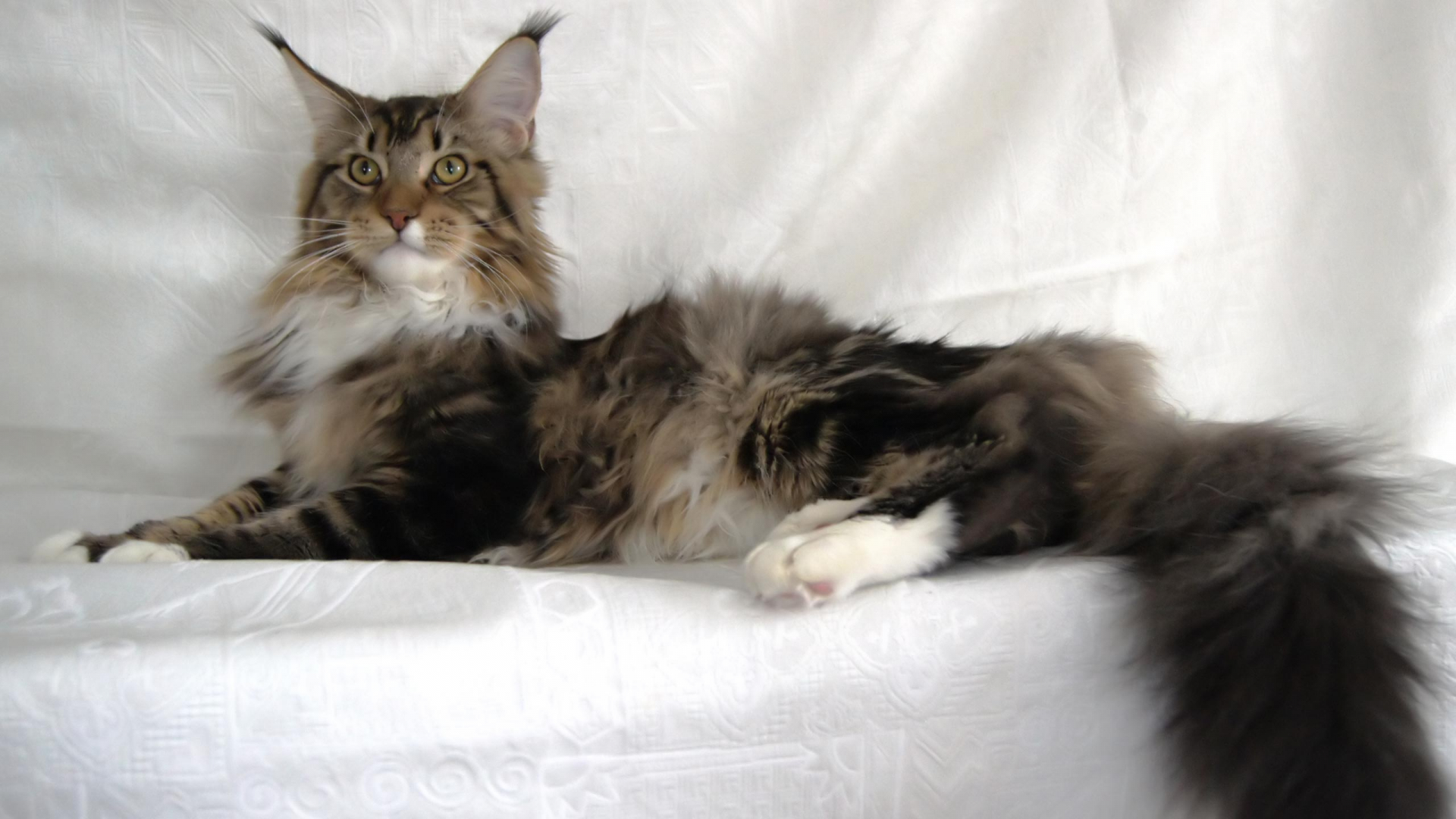 Free download Maine Coon cat Wallpaper THIS Wallpaper [2560x1600] for your Desktop, Mobile & Tablet. Explore Maine Coon Wallpaper. Maine Wallpaper for Computer, Maine HD Wallpaper, Free Maine Wallpaper