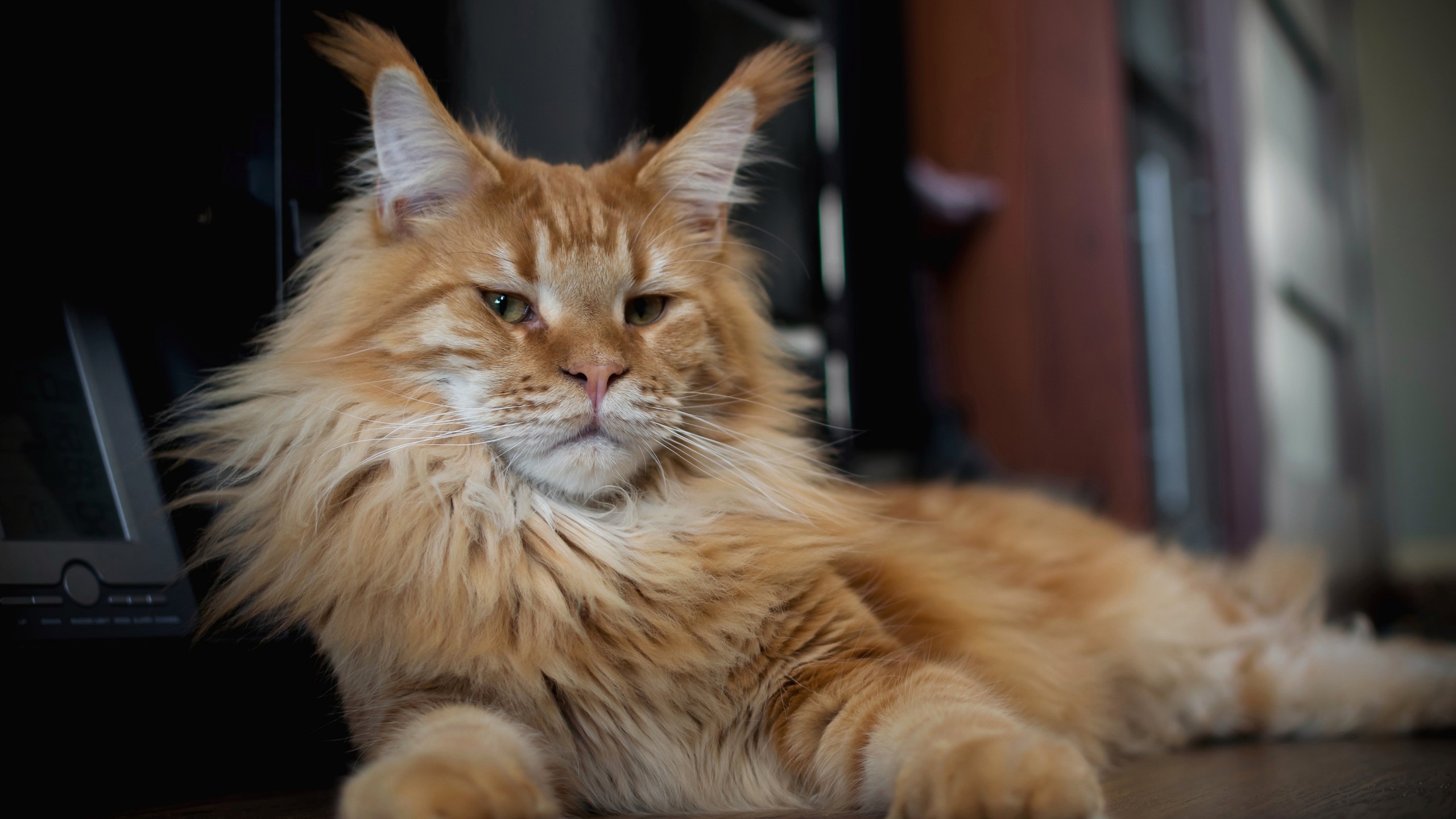 Brown Maine Coon Cat Is Lying Down On Floor 4K 5K HD Cat Wallpaper