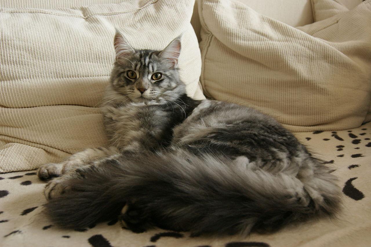 Maine Coon Cats Wallpaper for Android
