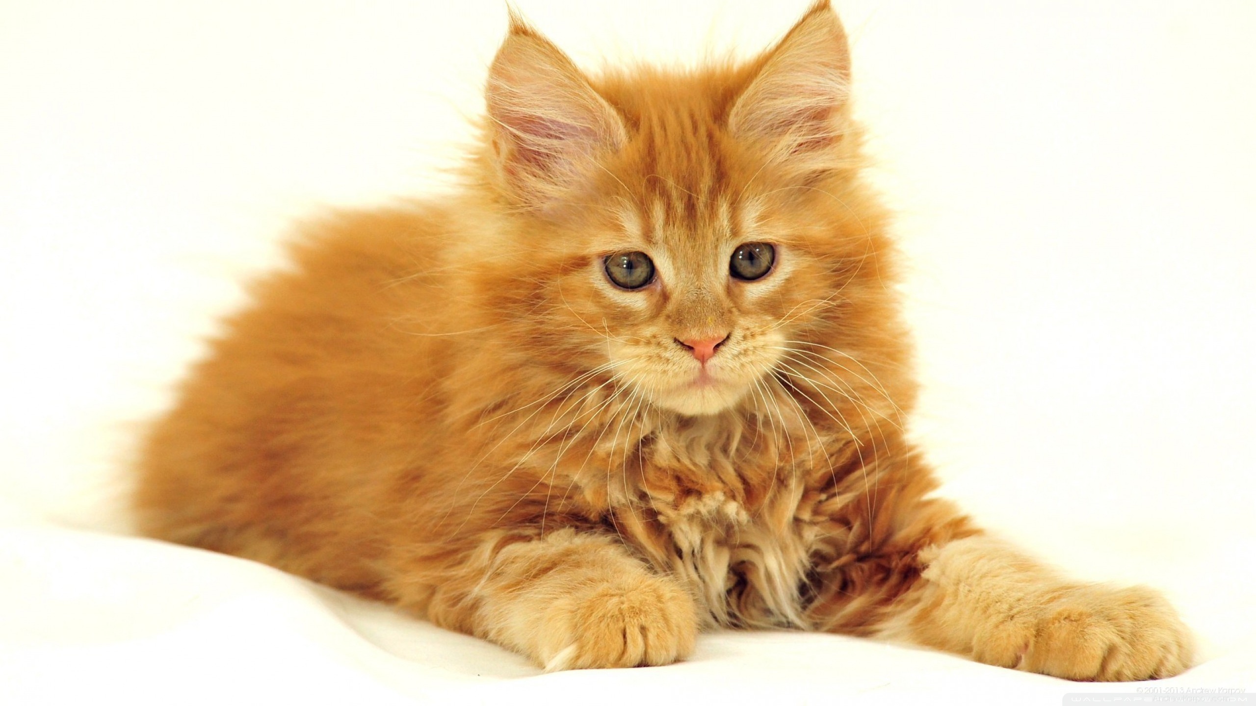 Maine Coon Cat Ultra HD Desktop Background Wallpaper for 4K UHD TV, Tablet