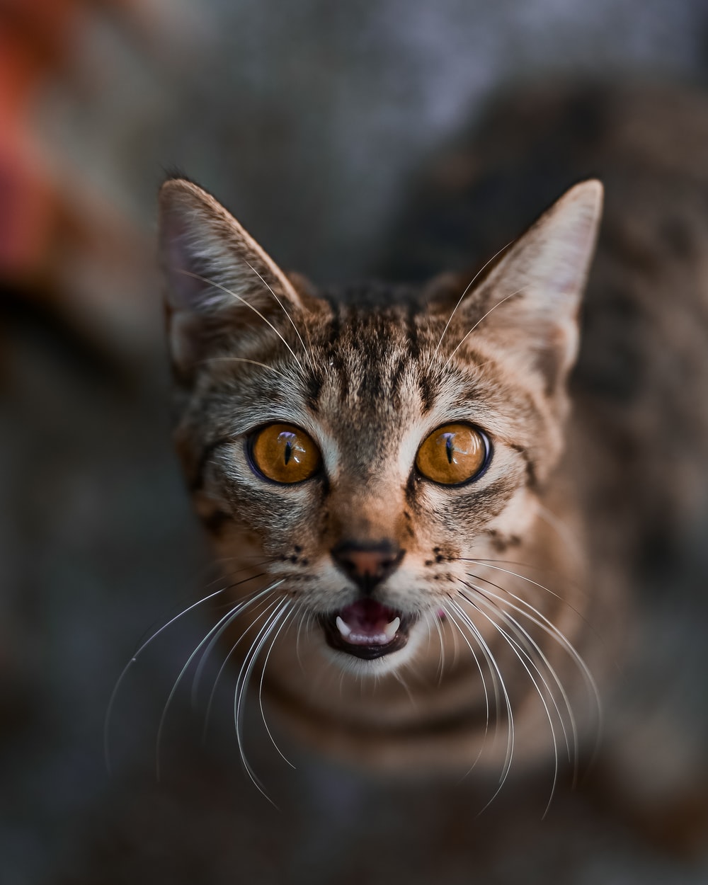 Scary Cat Picture. Download Free Image