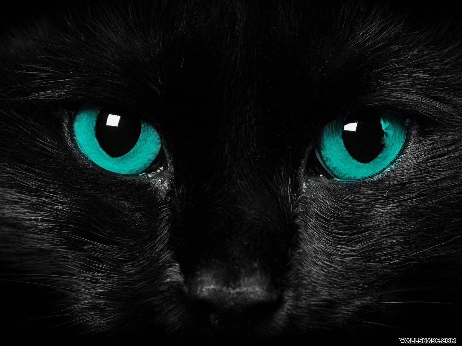Scary Cat Wallpaper