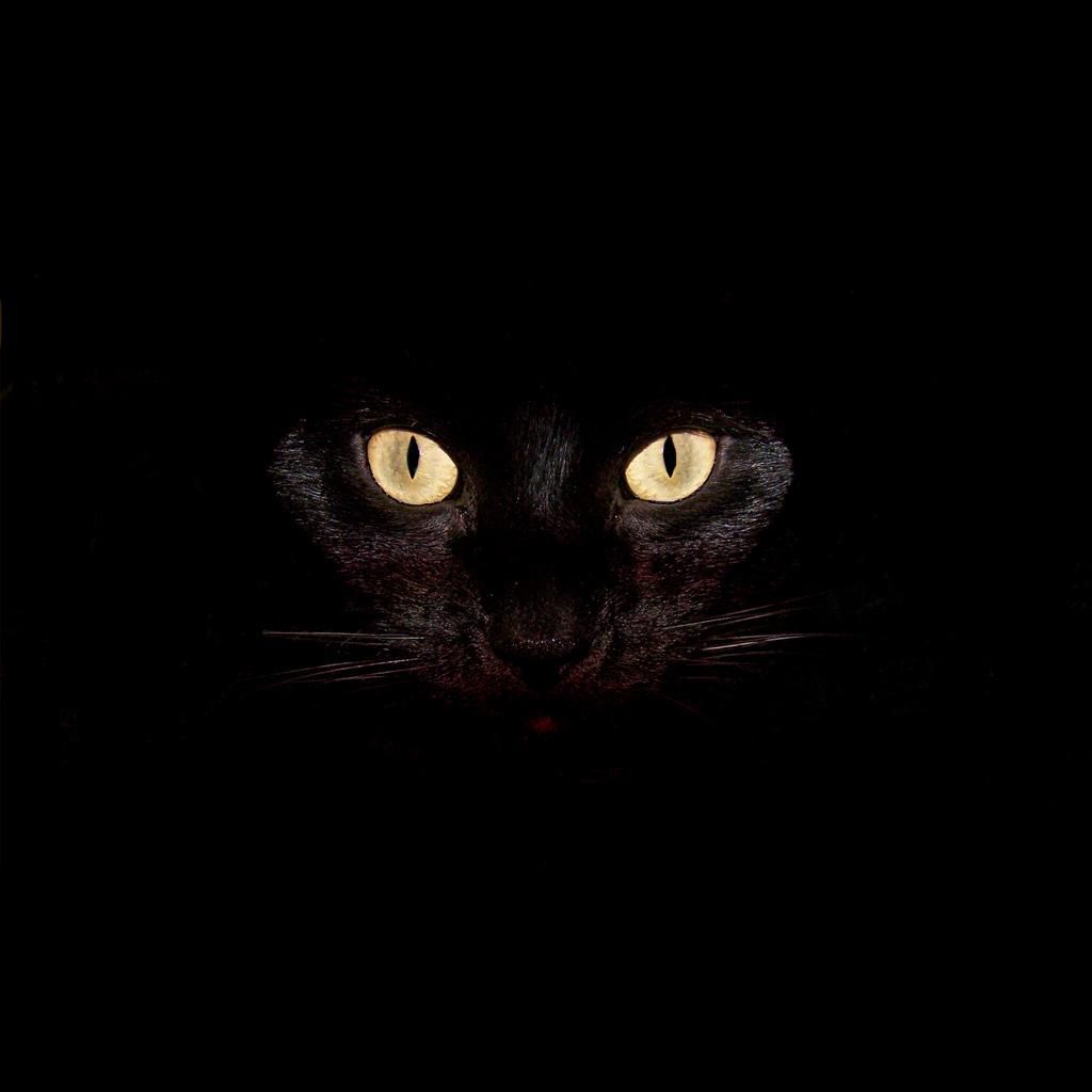 Creepy Cats Wallpapers - Wallpaper Cave