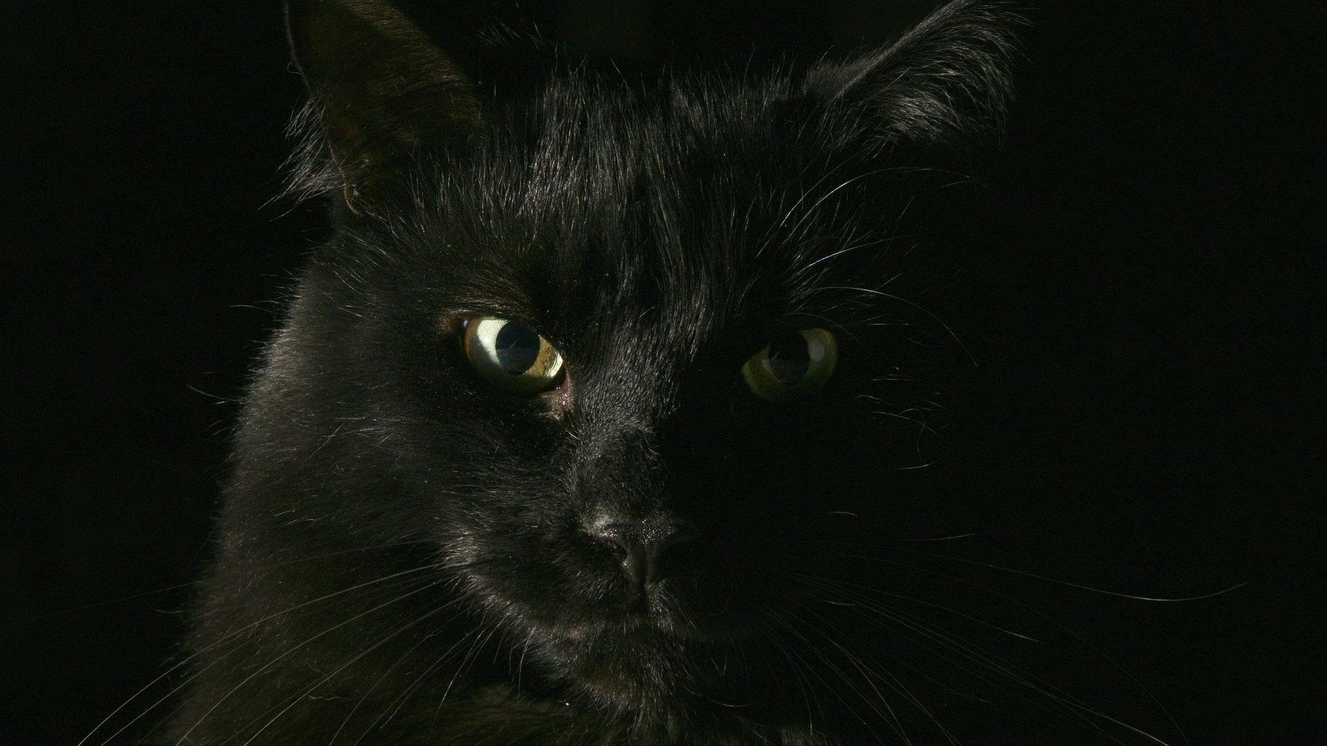 Creepy Cats Wallpapers - Wallpaper Cave