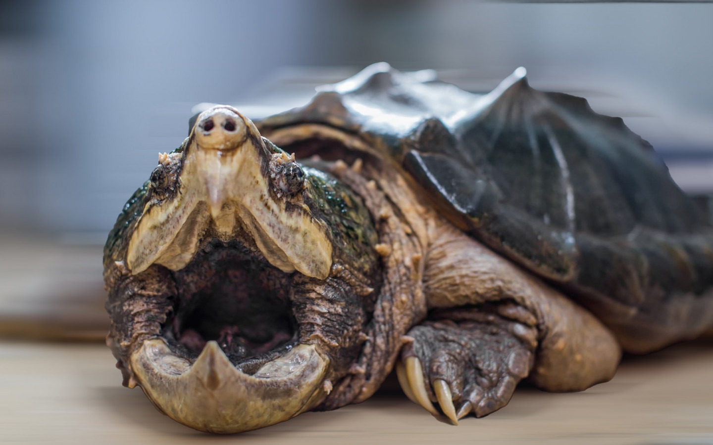 Alligator Snapping Turtles Lure Prey With Wriggling Worm-like Tongue  Appendage