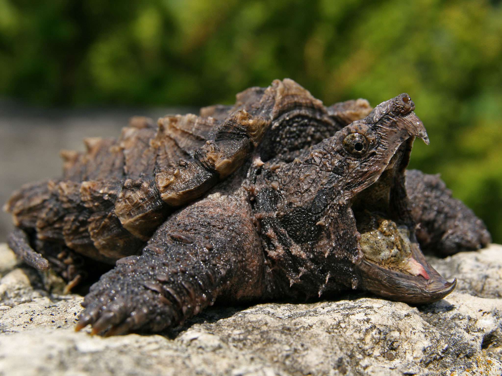 Alligator Snapping Turtle phone, desktop wallpapers, pictures, photos, bckg...