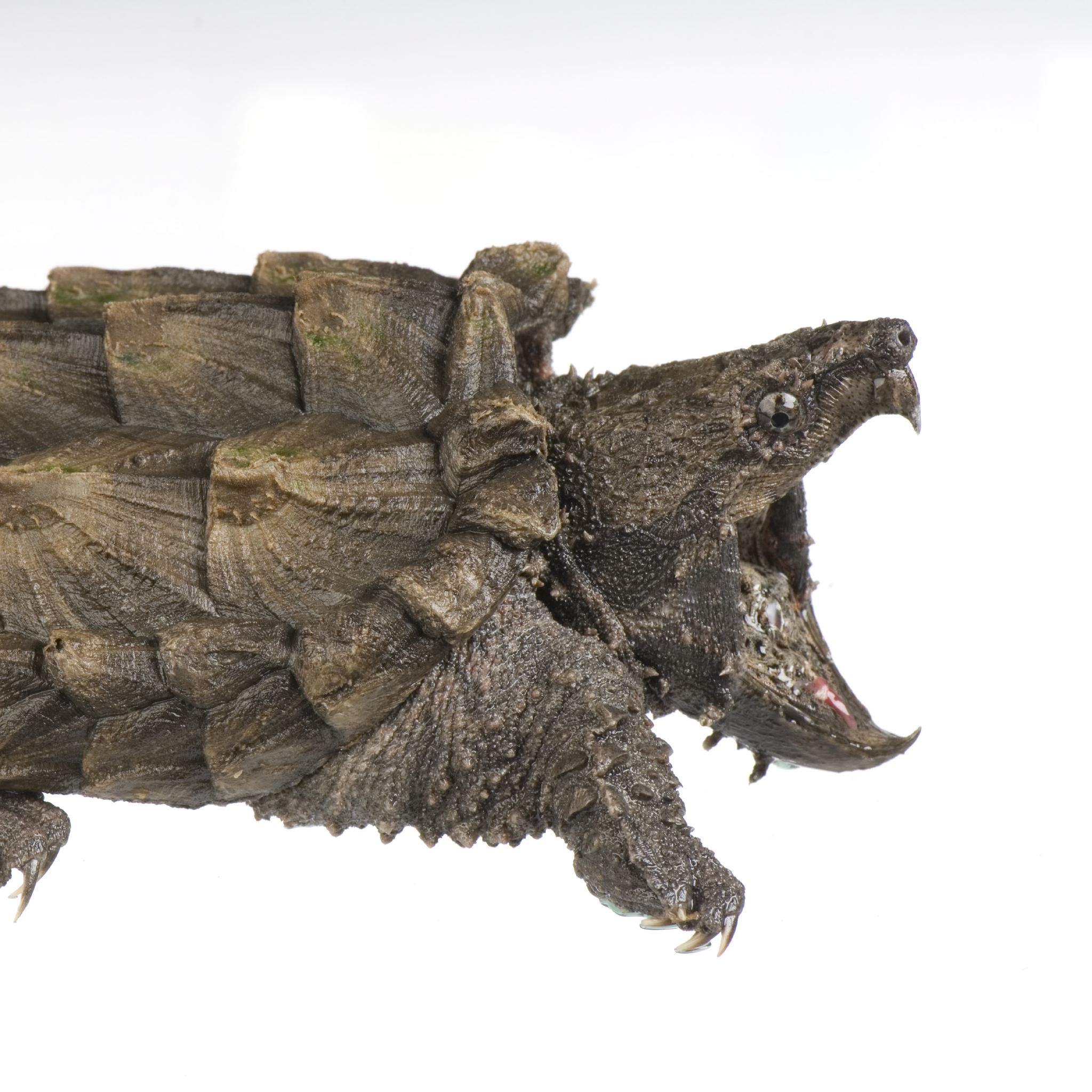 Alligator snapping turtle кто это