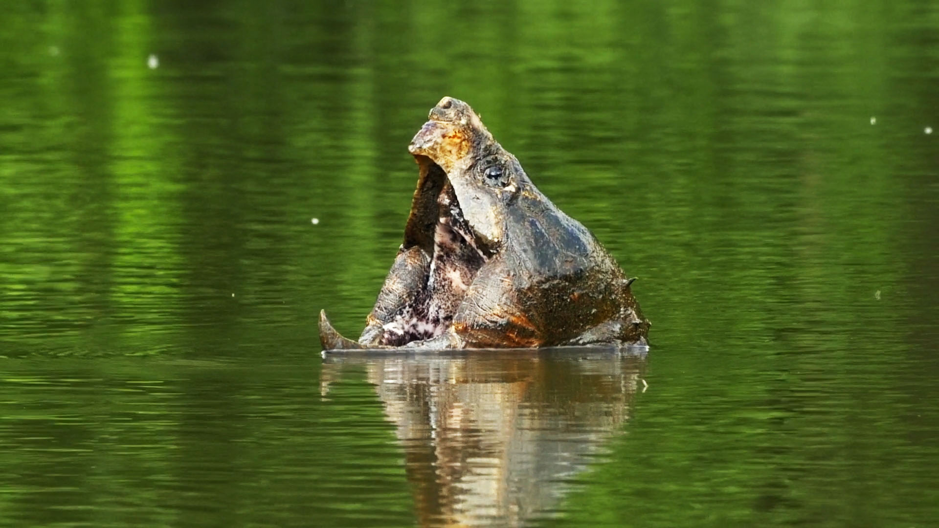 Alligator snapping turtle кто это