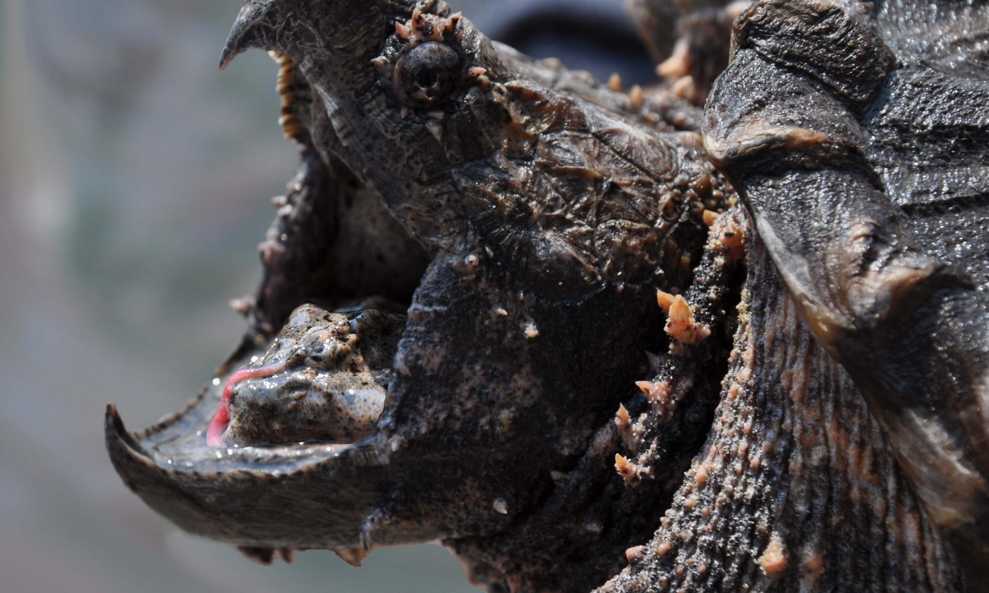 Funding received to survey the Alligator Snapping Turtle